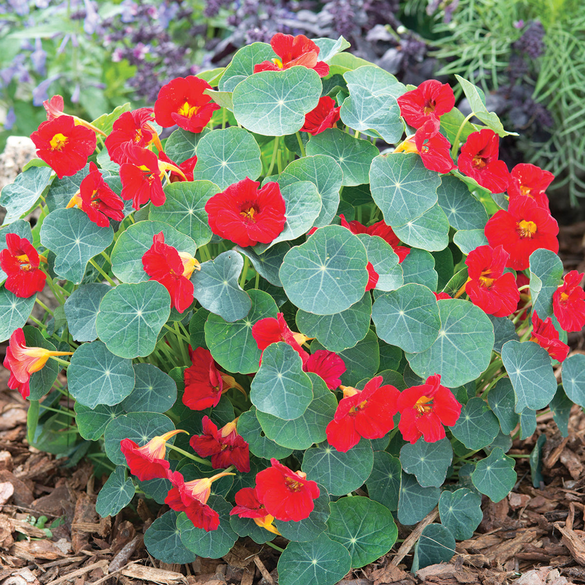 Nasturtium, Baby Red