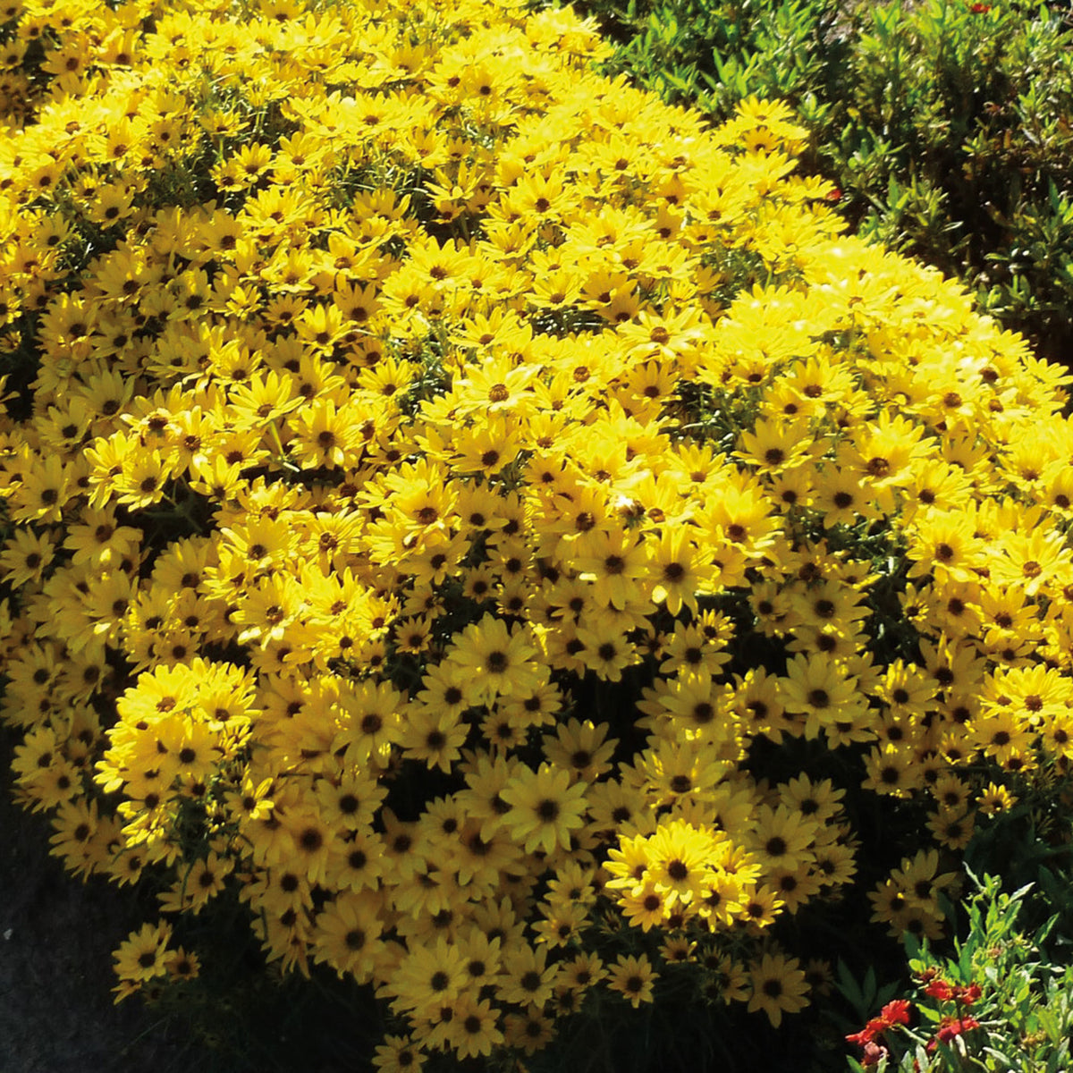 Helianthus, Autumn Gold