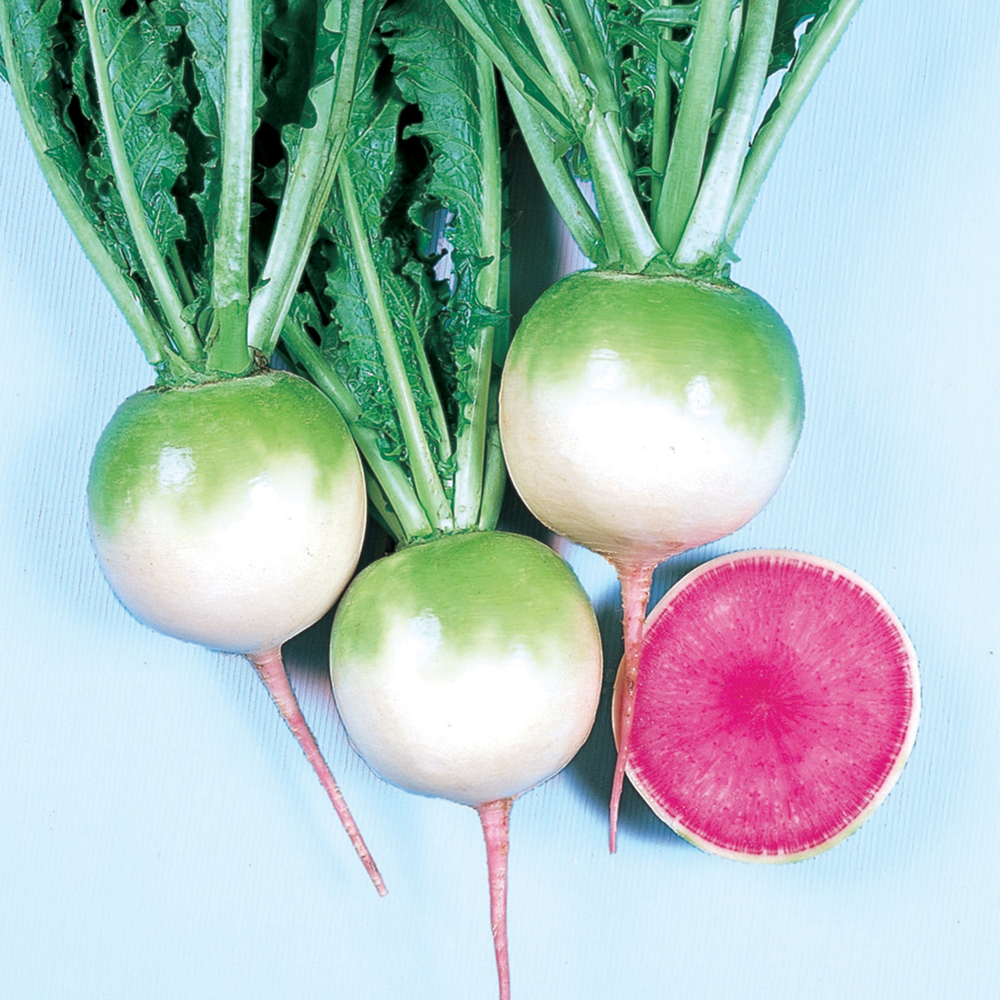 Radish, Red Meat