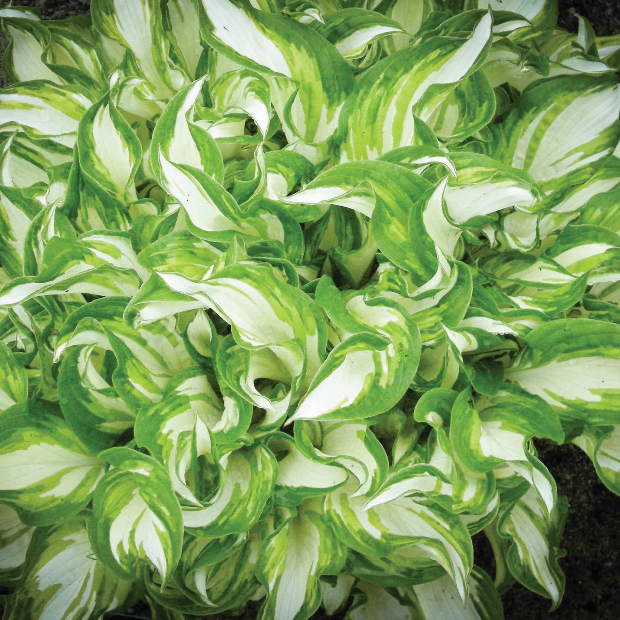 Hosta, Kiwi Spearmint