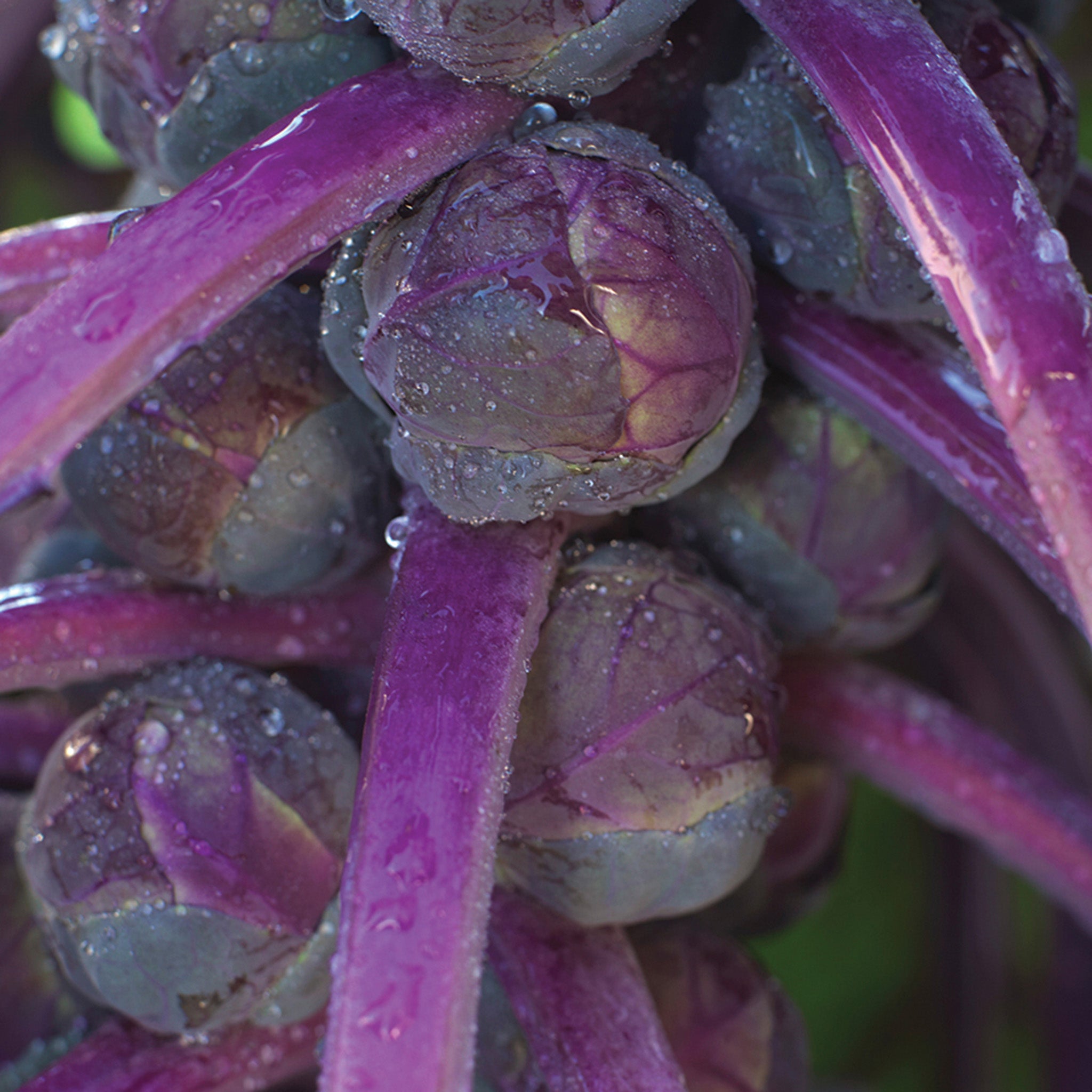 Brussels Sprouts, Redarling Hybrid