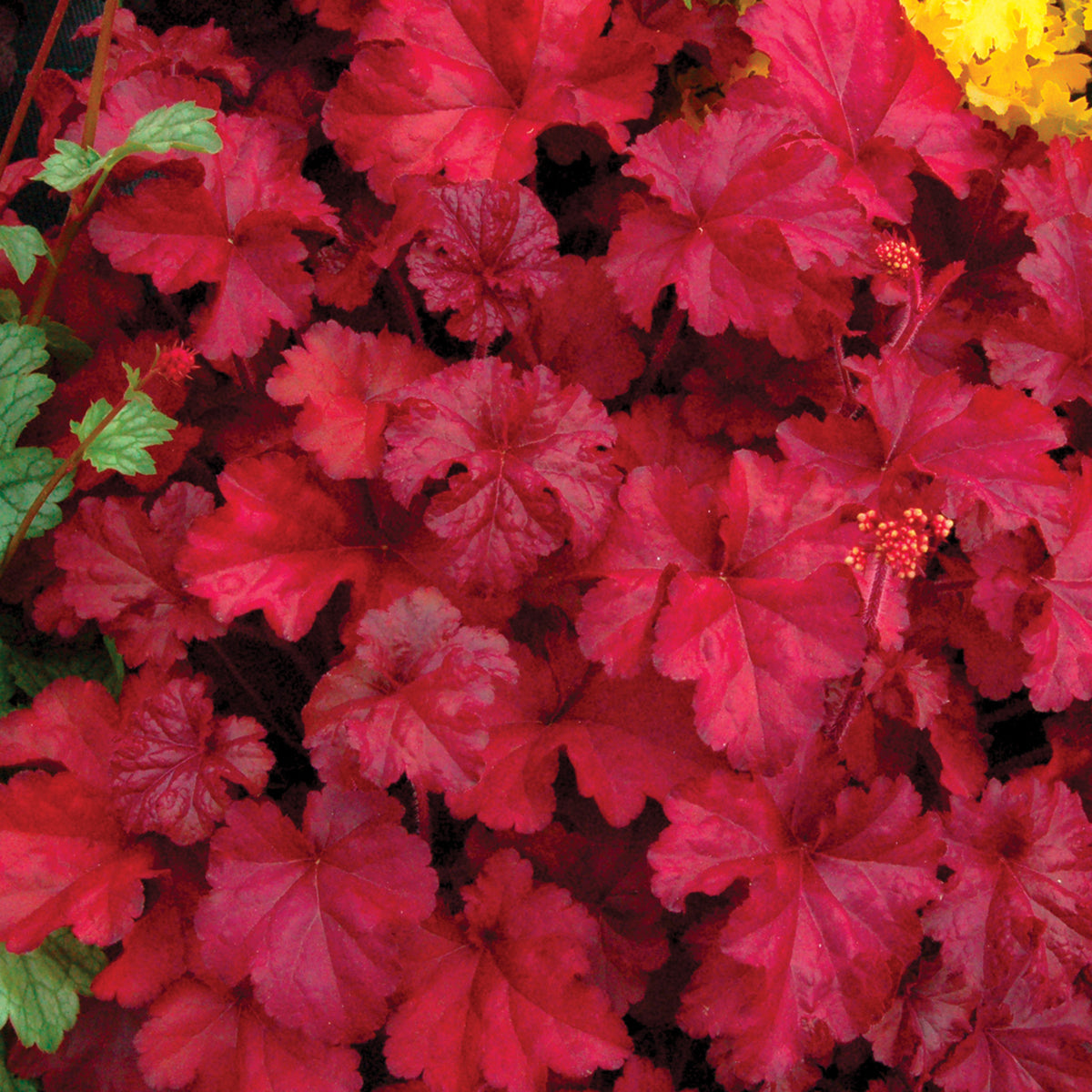 Heuchera, Fire Chief