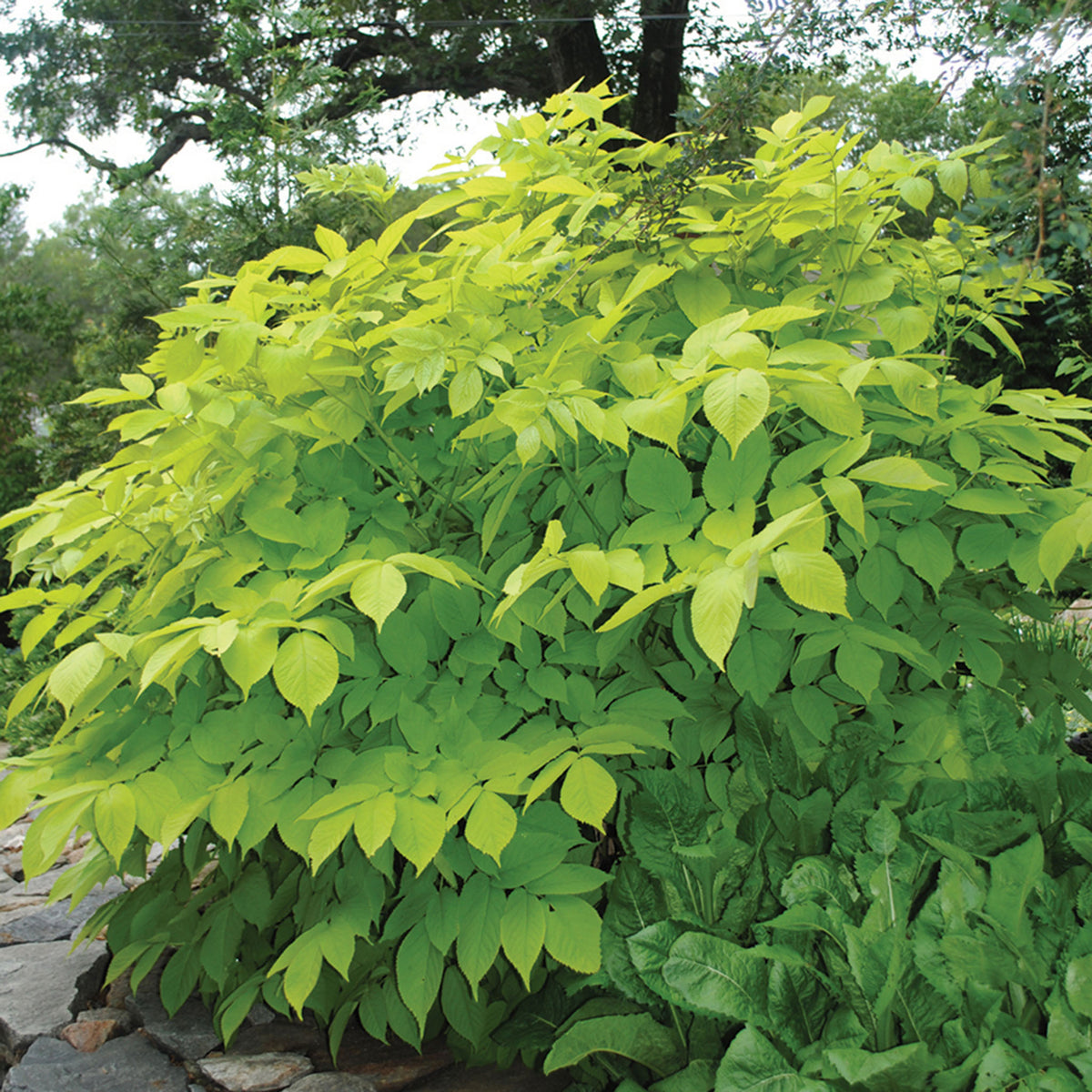 Aralia, Sun King
