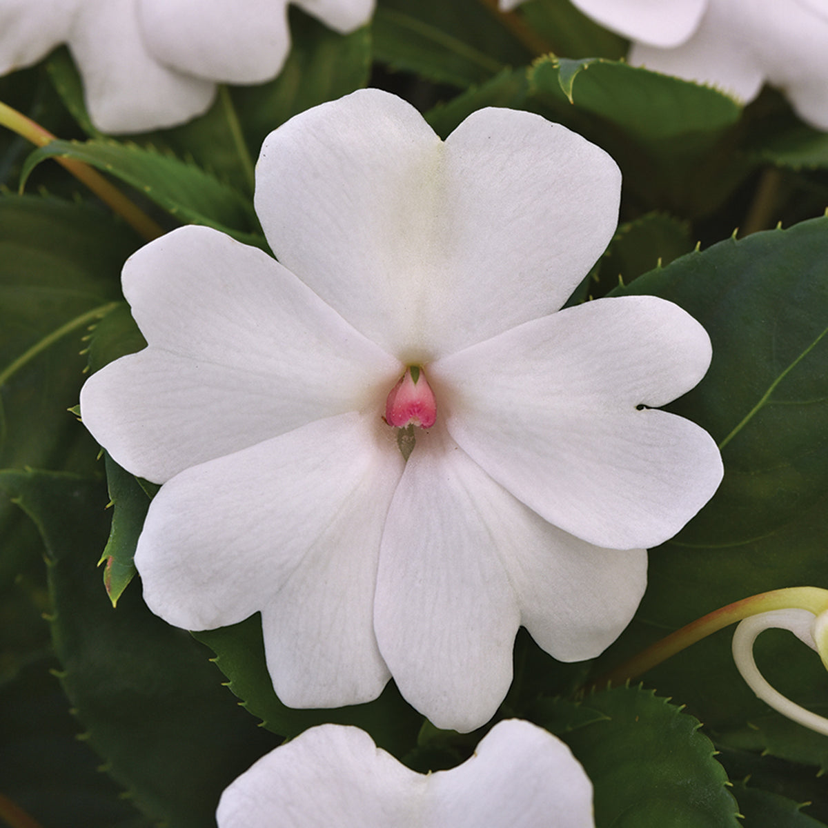 Impatiens, Solarscape™ White Pearl Hybrid