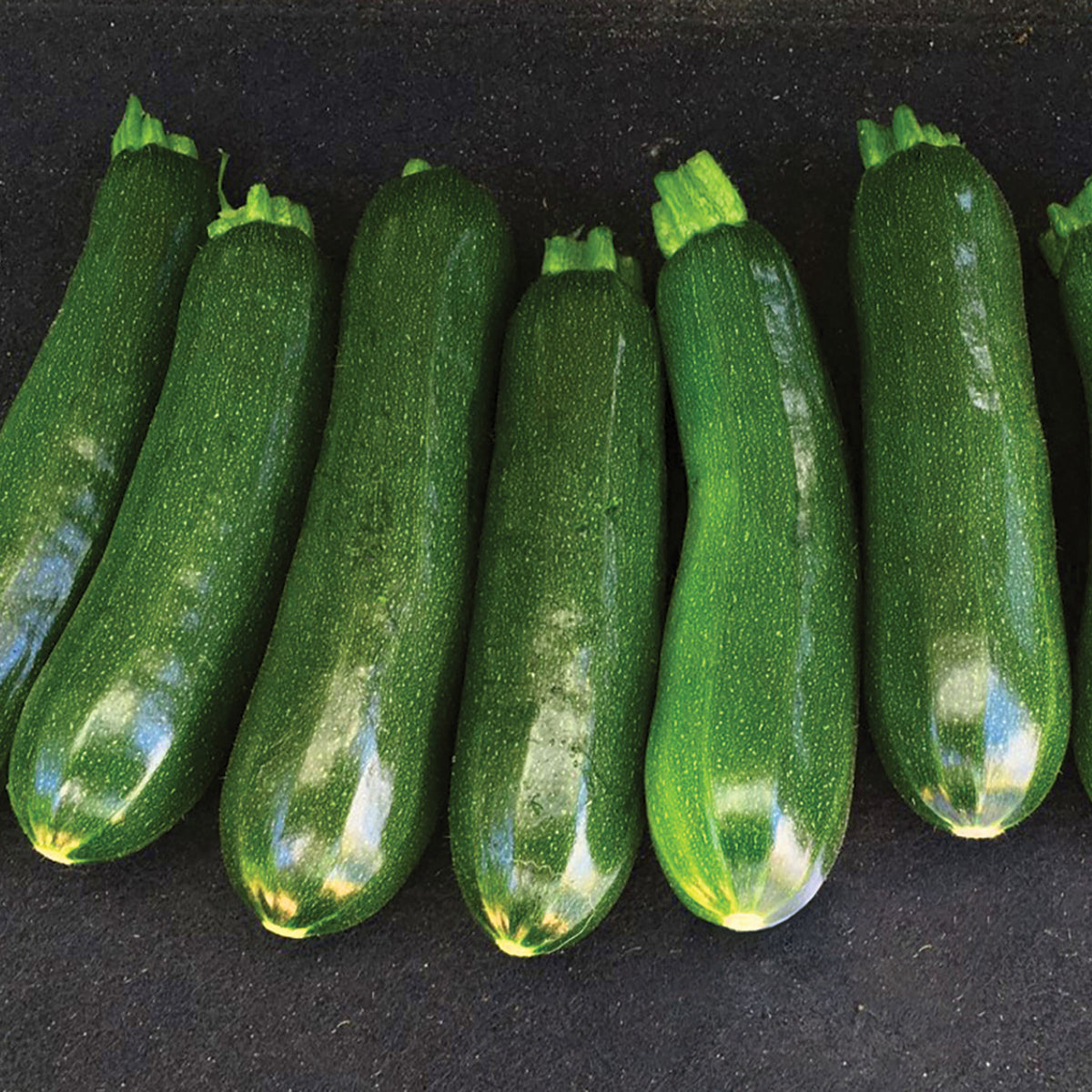 Squash, Summer, Triumph Zucchini Hybrid