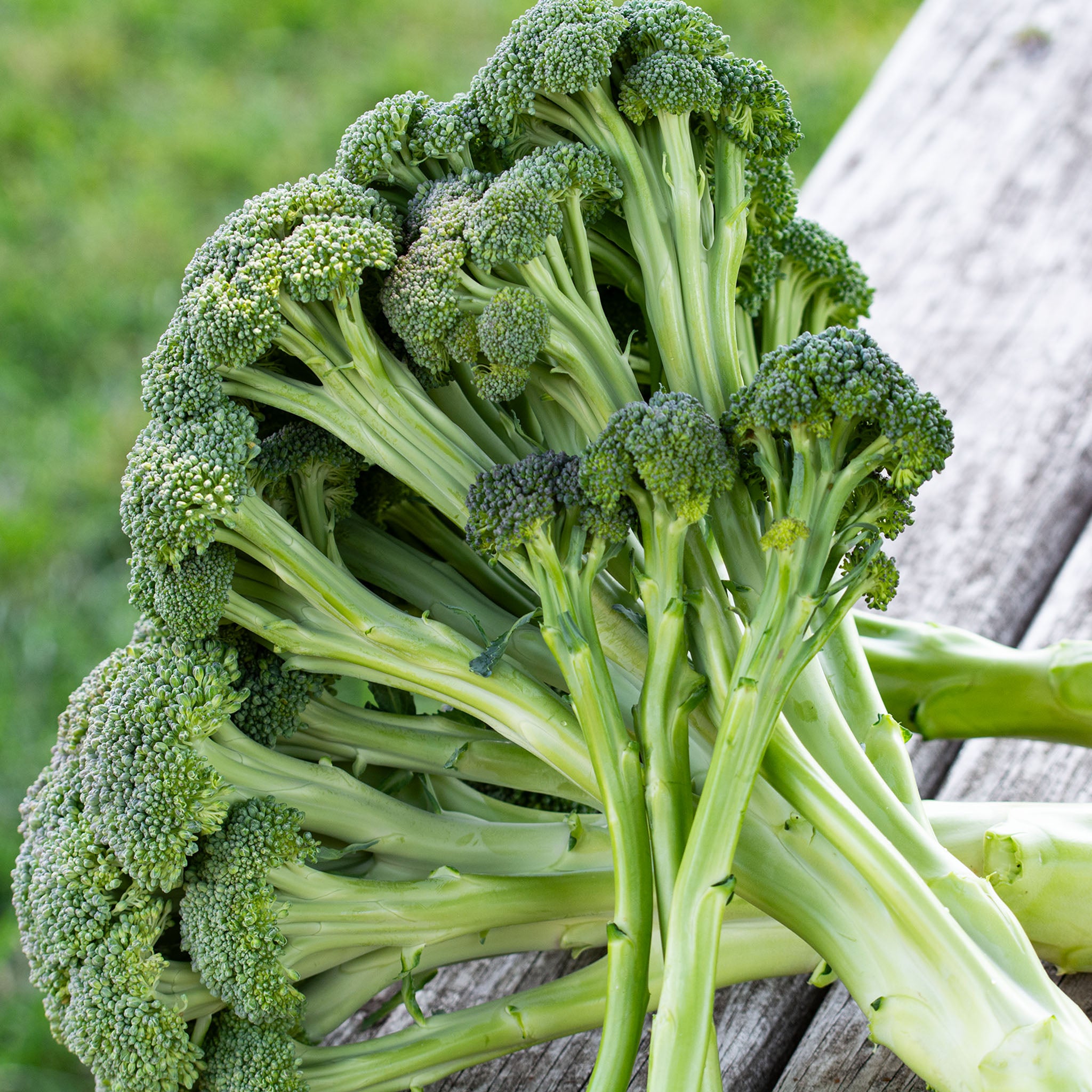 Broccoli, Skytree Hybrid