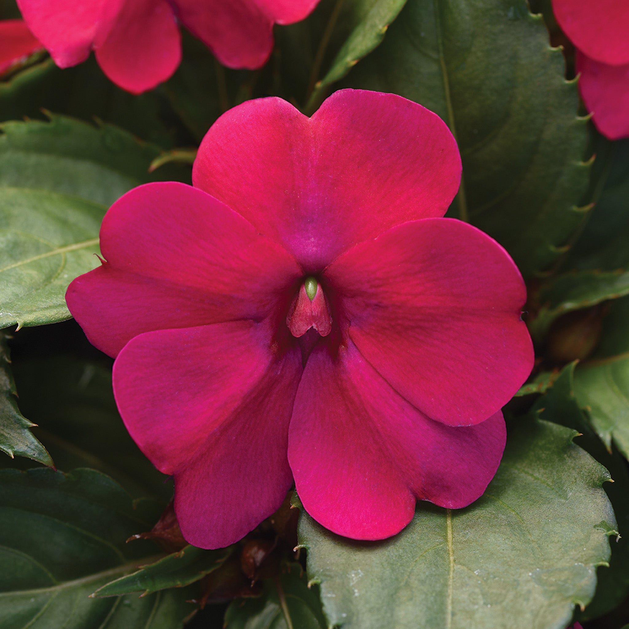 Impatiens, Solarscape™ Magenta Bliss Hybrid