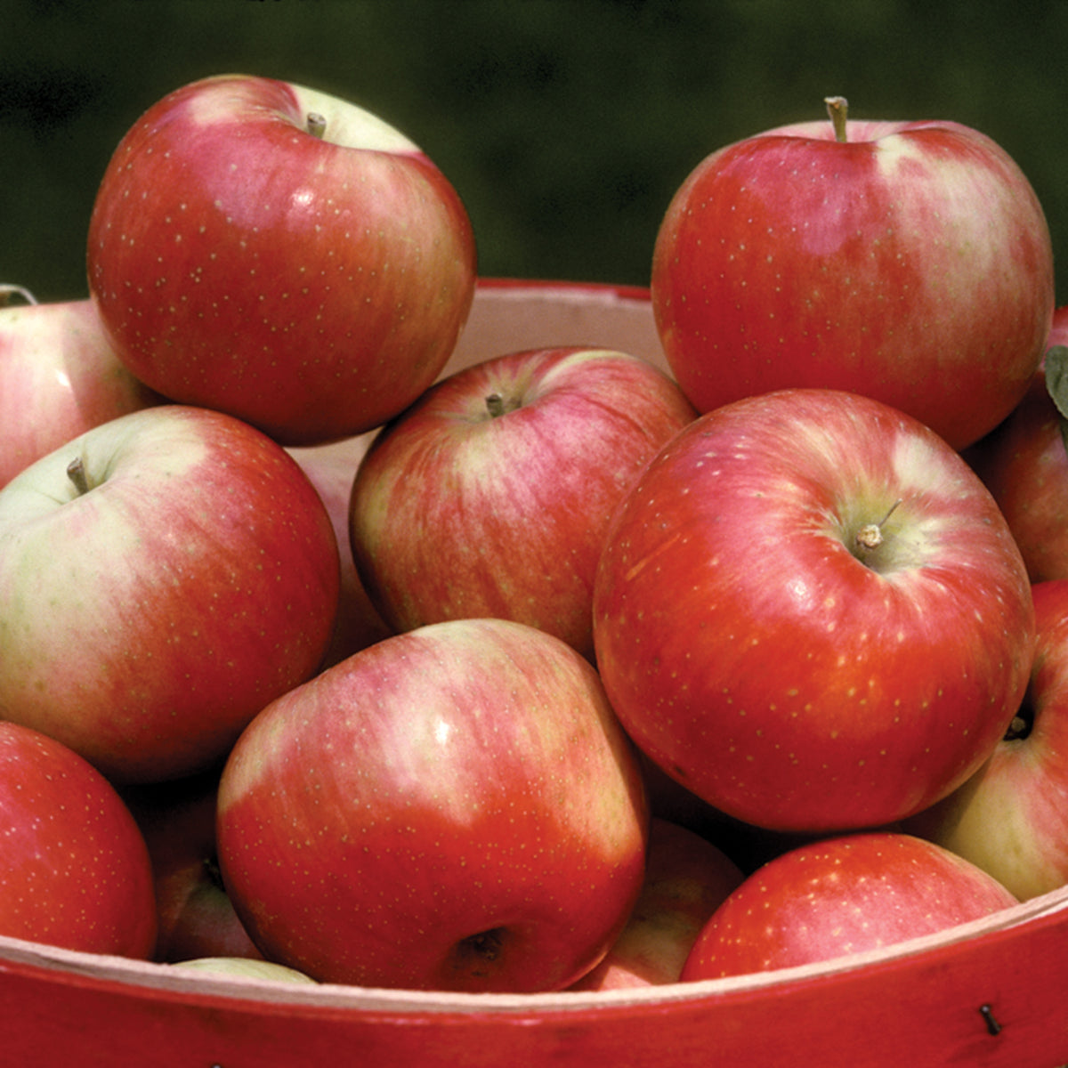 Apple, Semi-Dwarf, Zestar