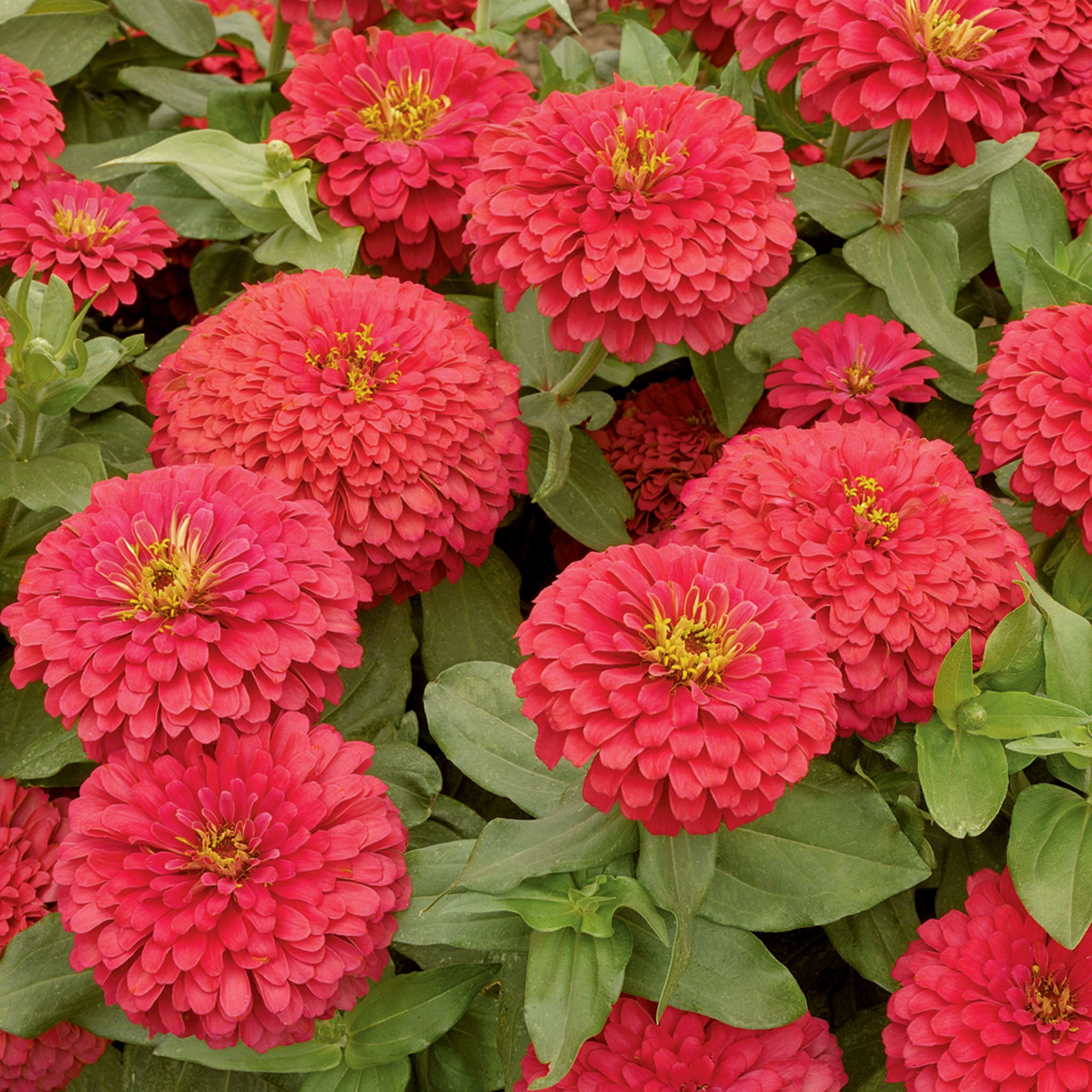 Zinnia, Magellan™ Coral Hybrid