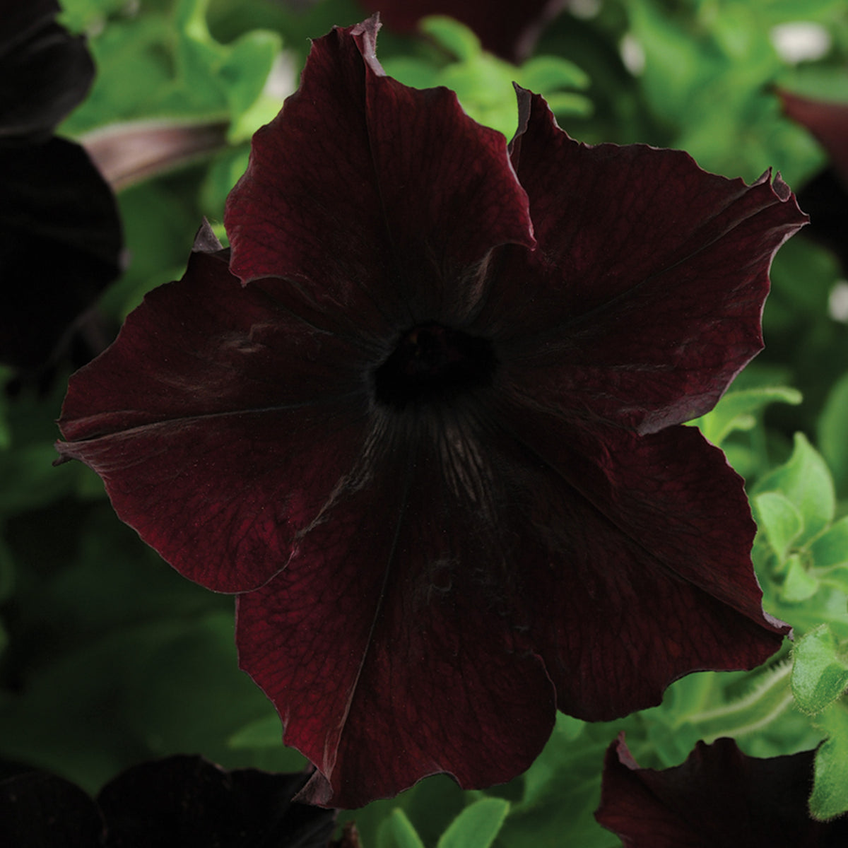 Petunia, Sophistica® Blackberry Hybrid