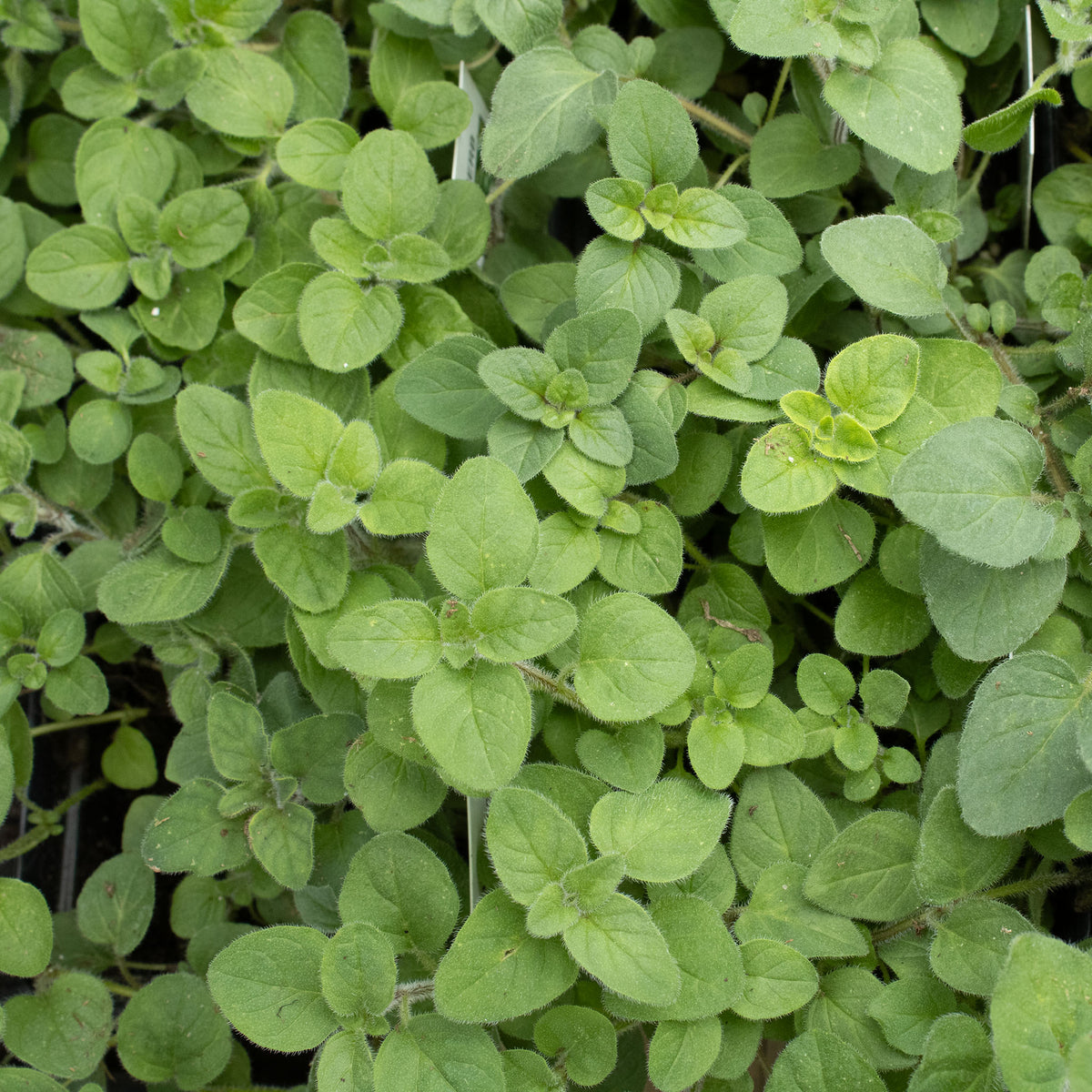 Oregano, Greek Organic