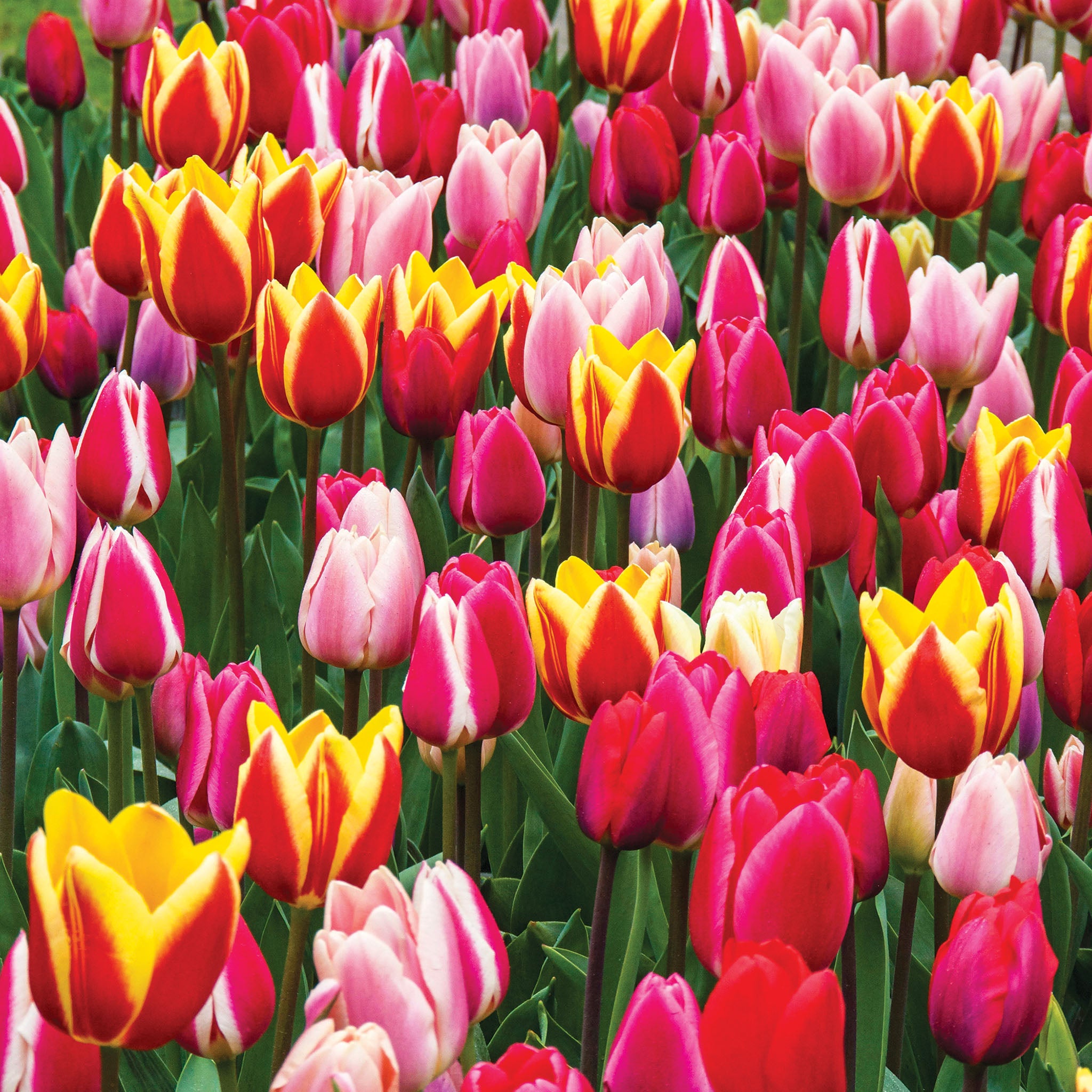 Tulip, Long Lasting Giants Mix, 25 Pack