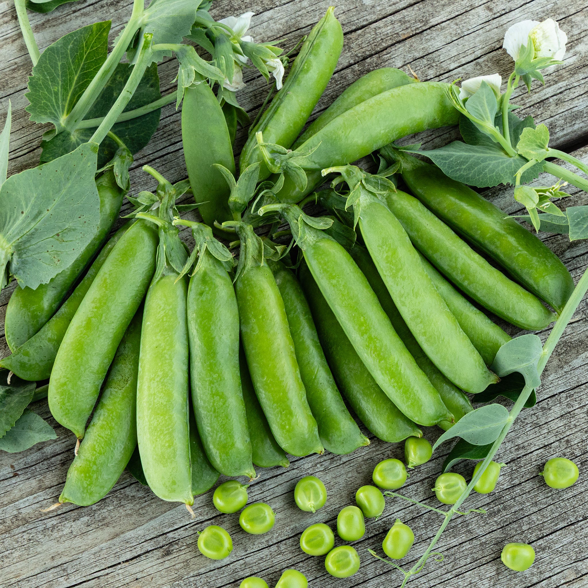 Pea, Caseload