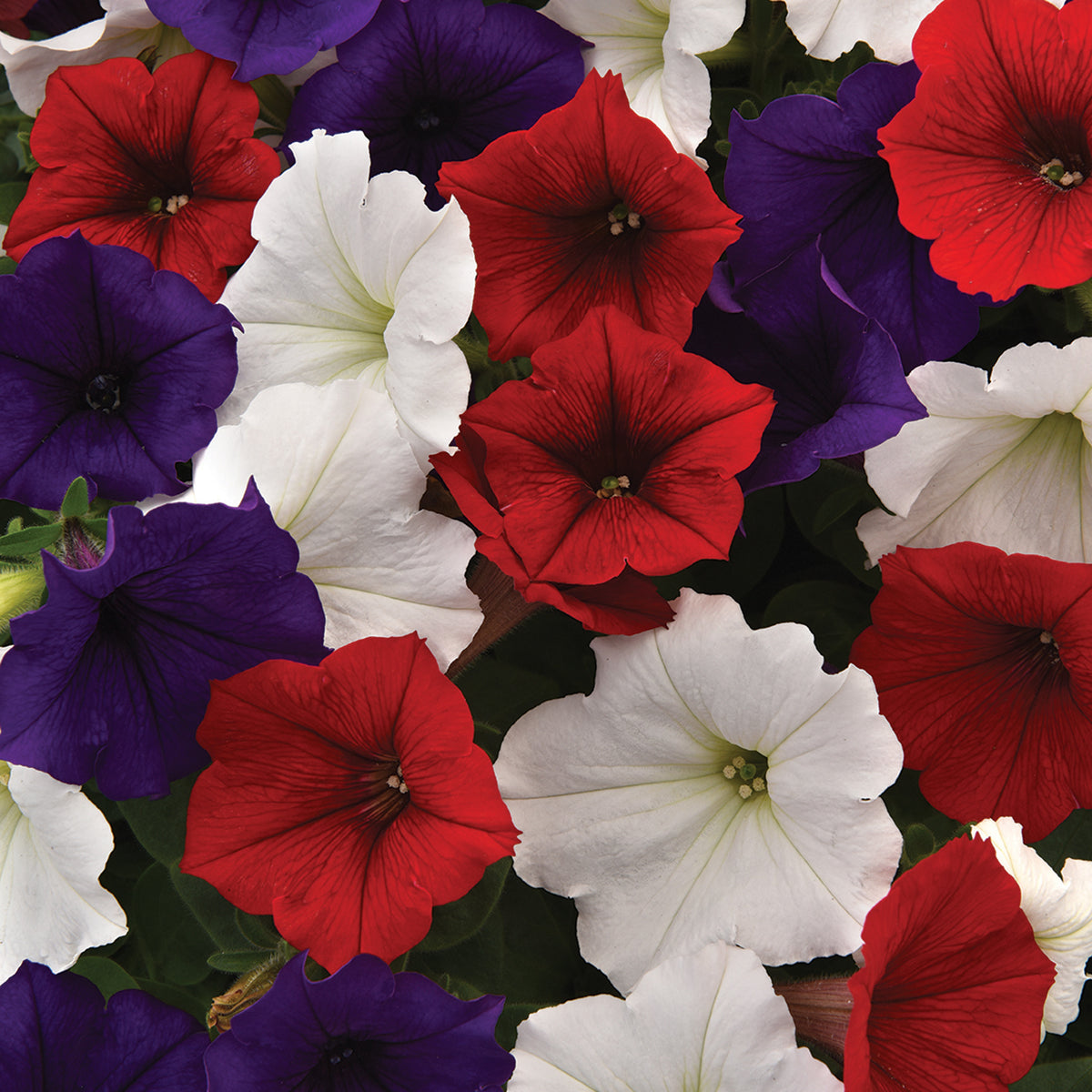 Petunia, Easy Wave® The Flag Mix Hybrid