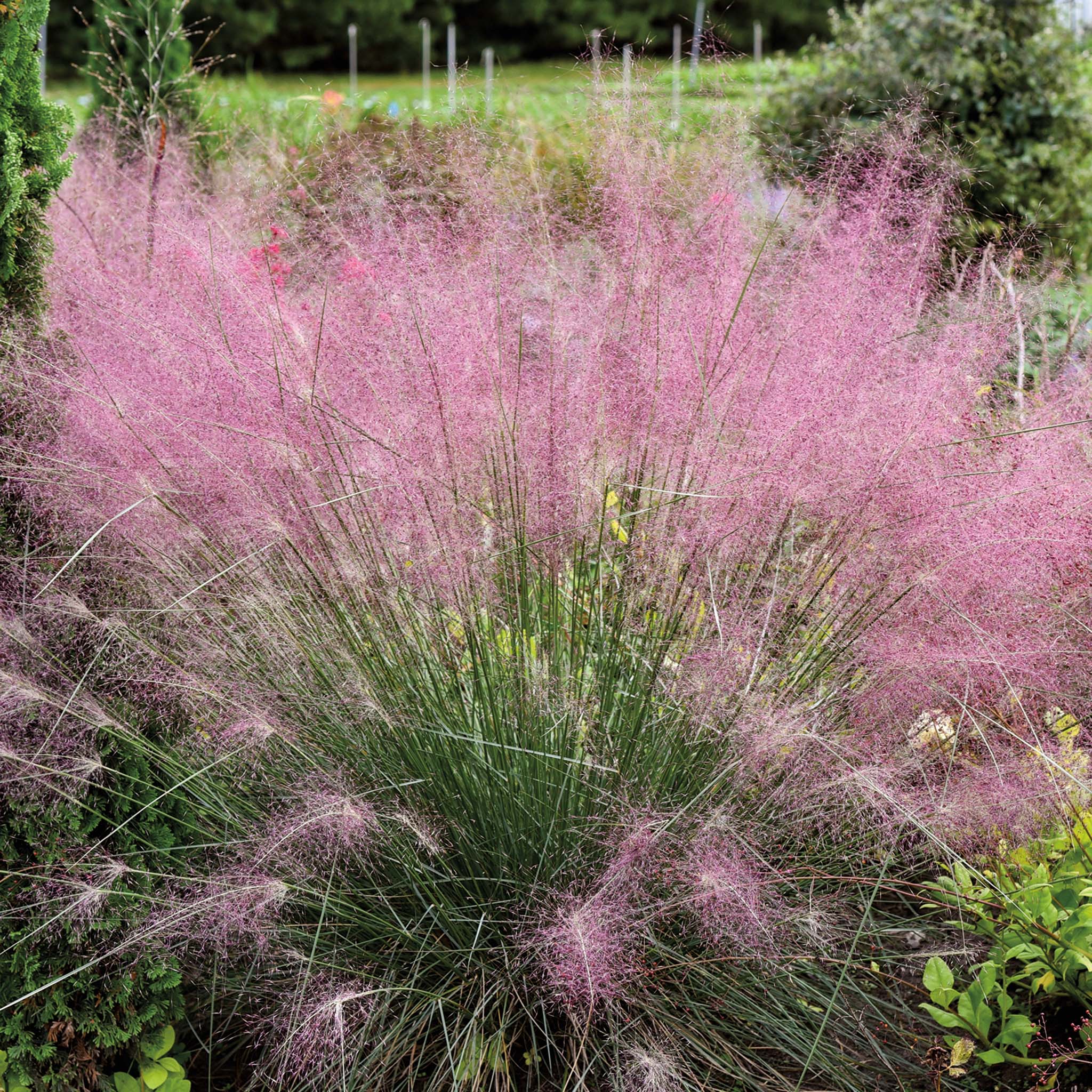 Grass, Undaunted® Muhly