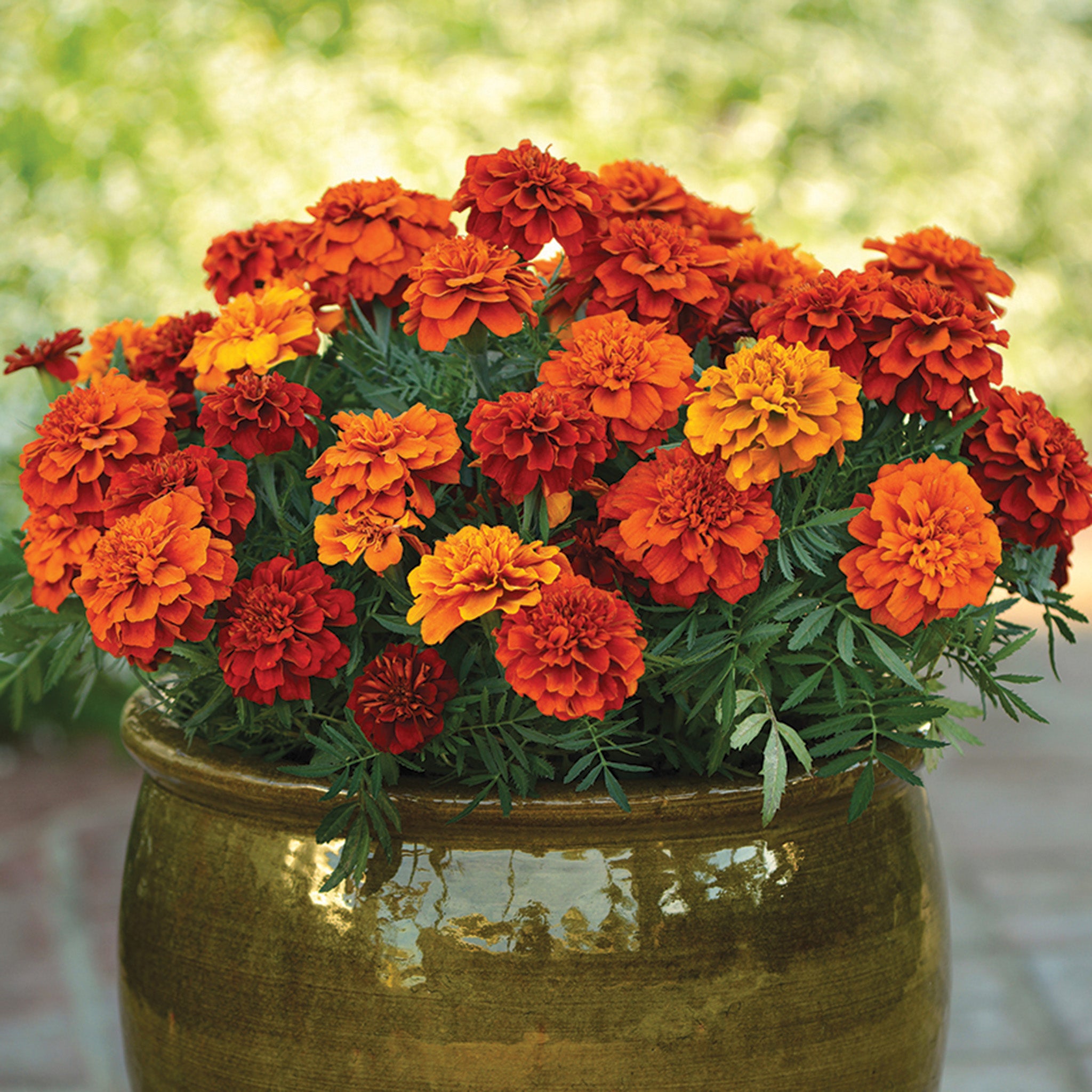 Marigold, Fireball