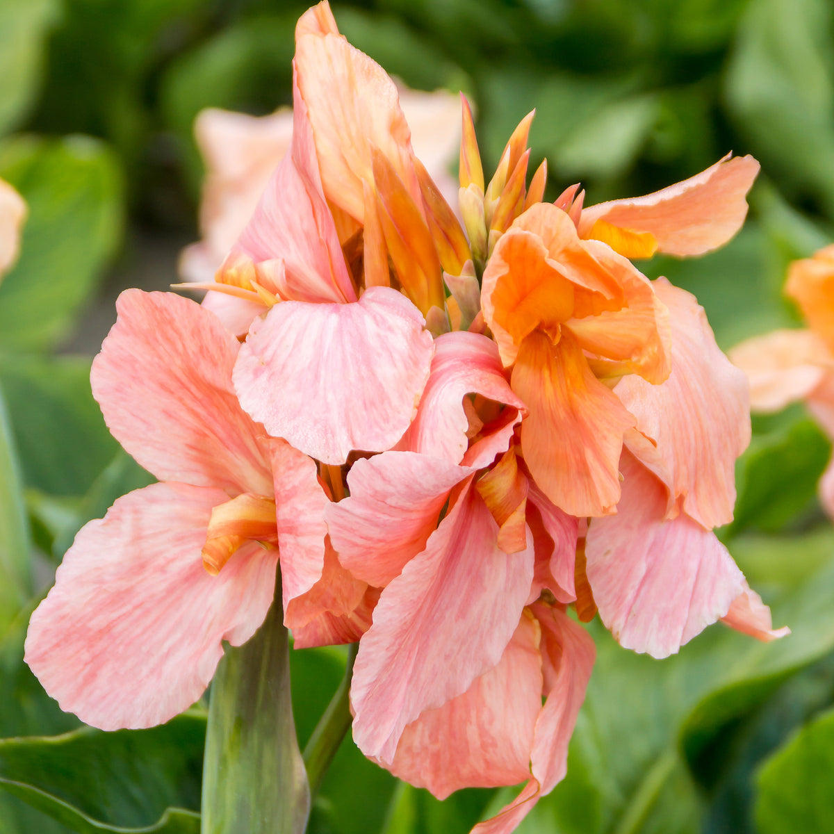 Canna, Apricot Frost, Pack of 3