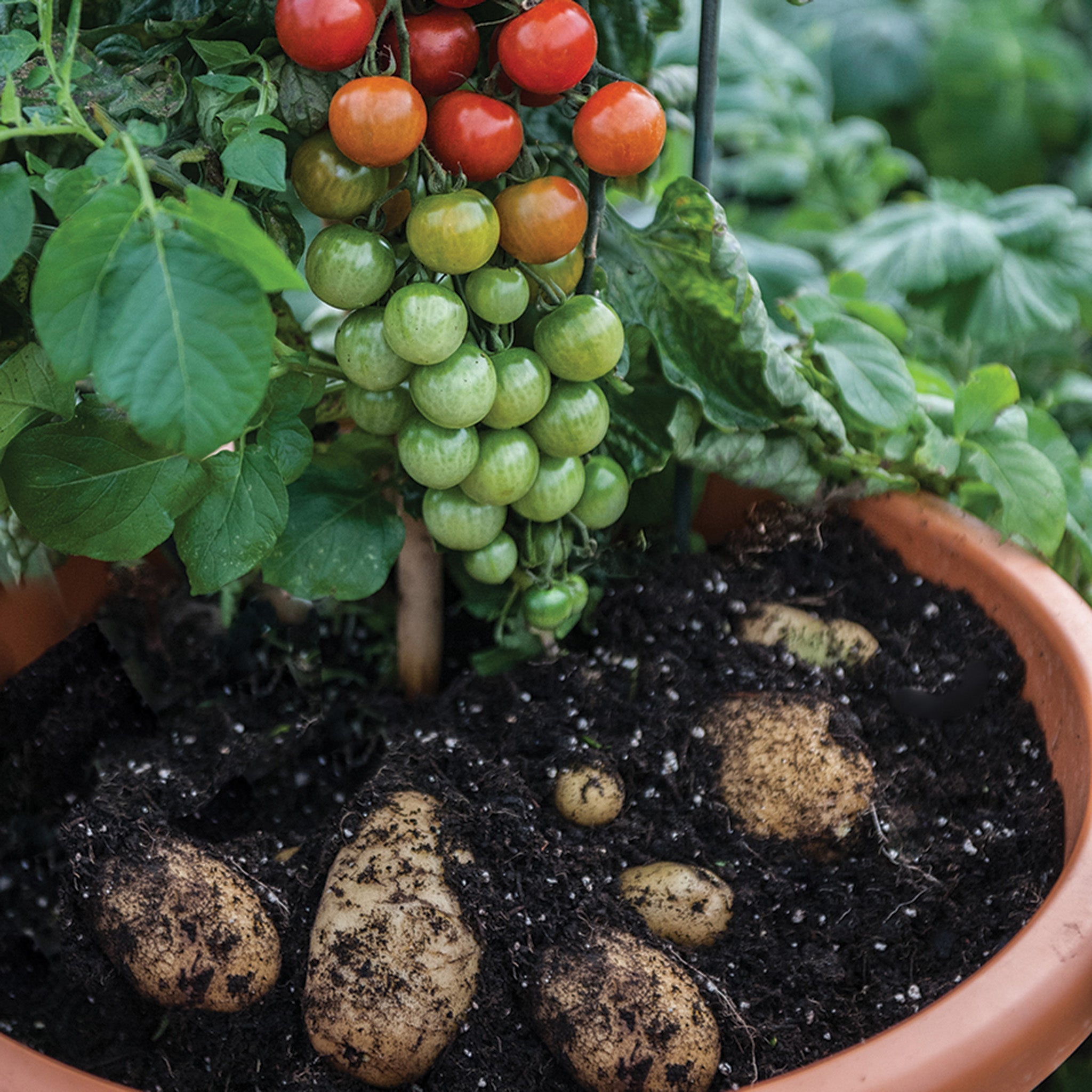 Ketchup 'n' Fries™ Grafted Plant