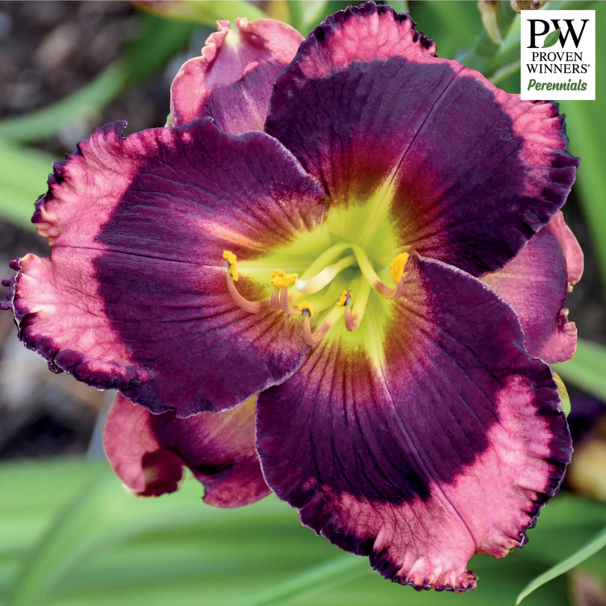 Daylily, Rainbow Rhythm® Storm Shelter