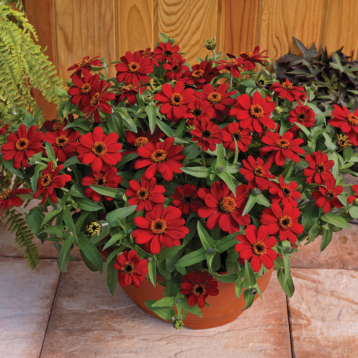 Zinnia, Profusion Red Hybrid