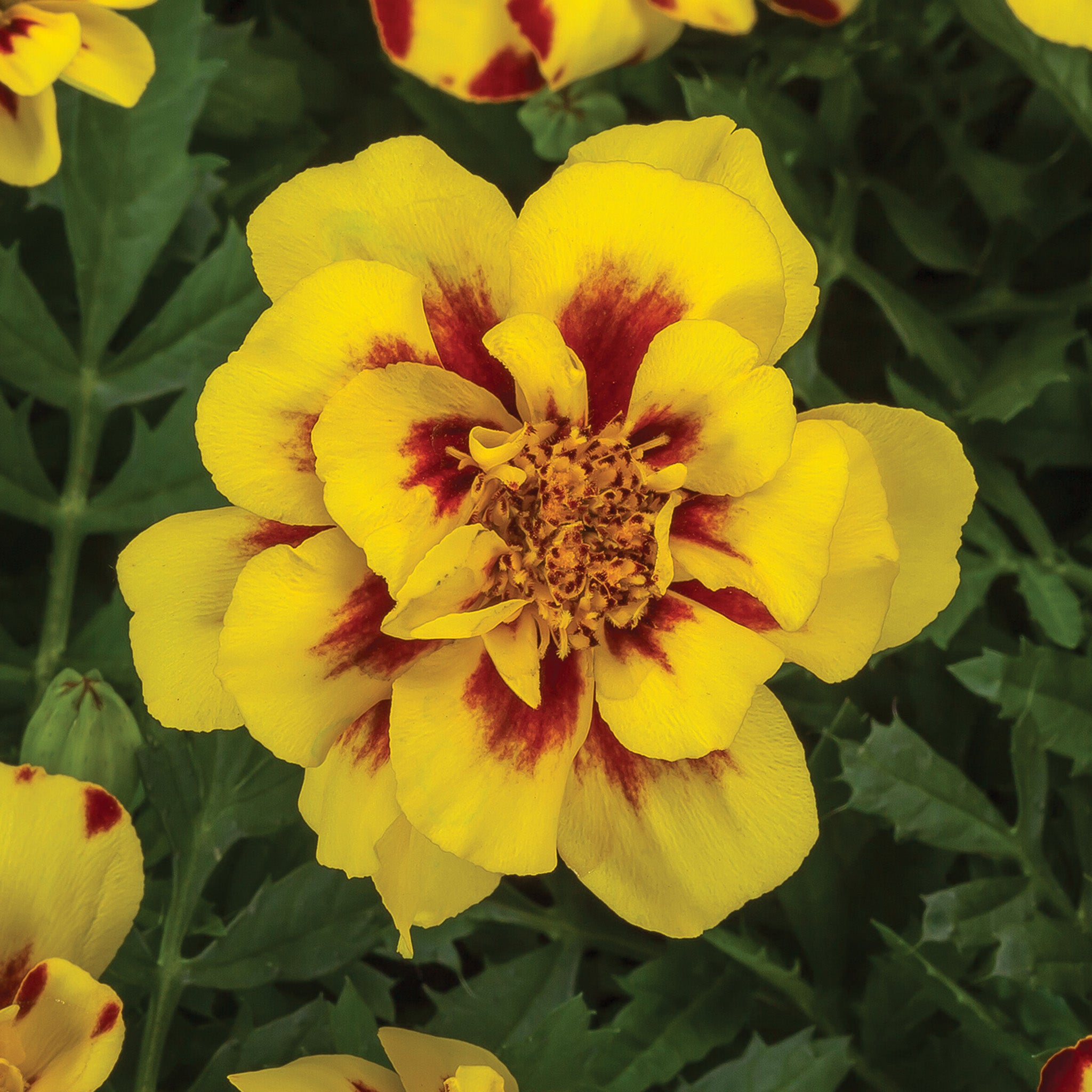 Marigold, Alumia™ Créme Brulee