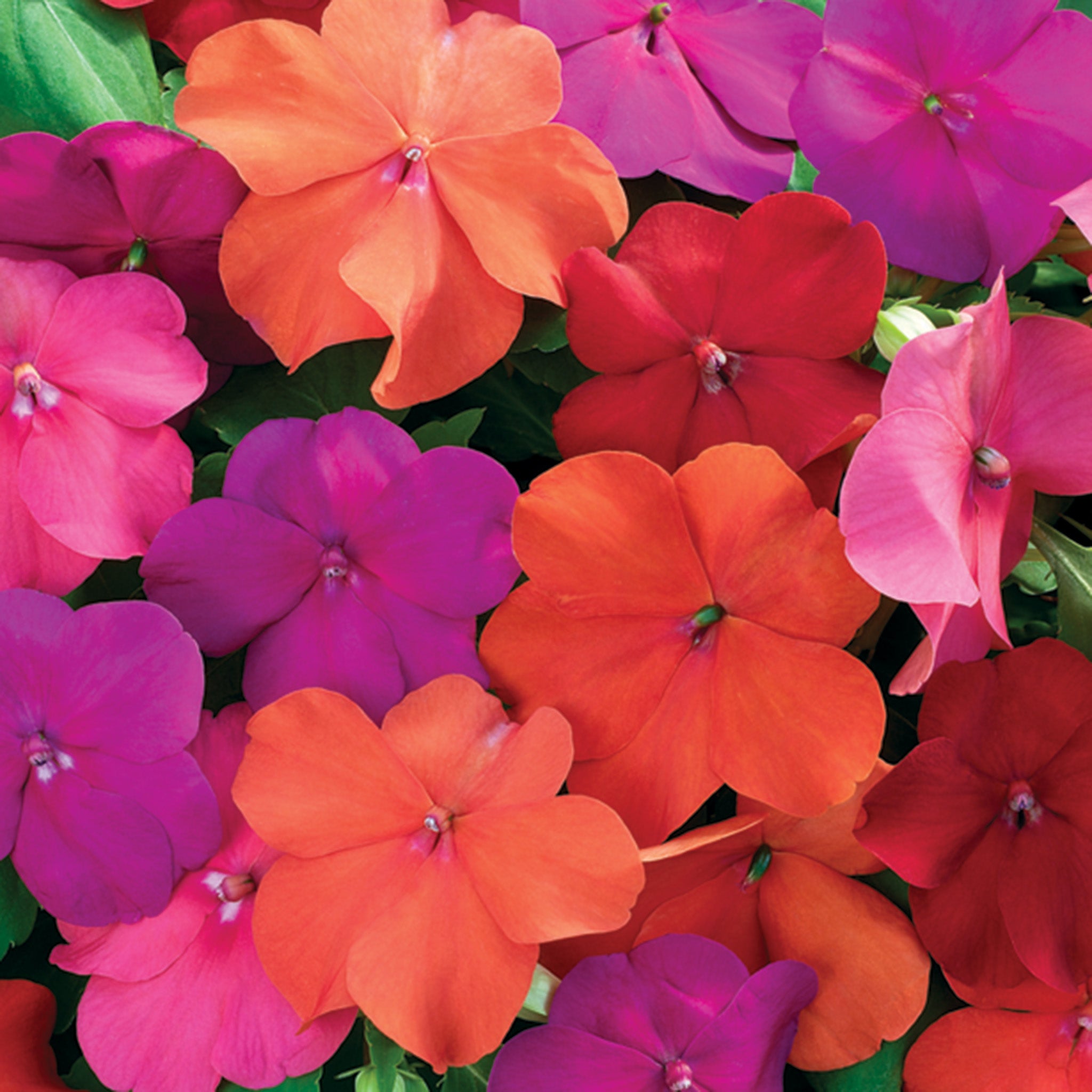 Impatiens, Xtreme Tango Mix Hybrid