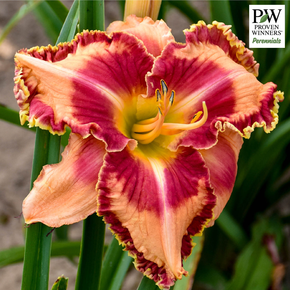 Daylily, Lake of Fire