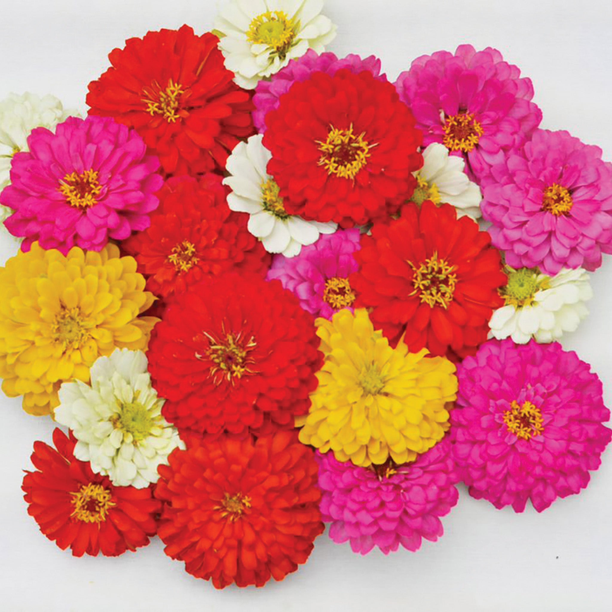 Zinnia, Holi™ Mix Hybrid