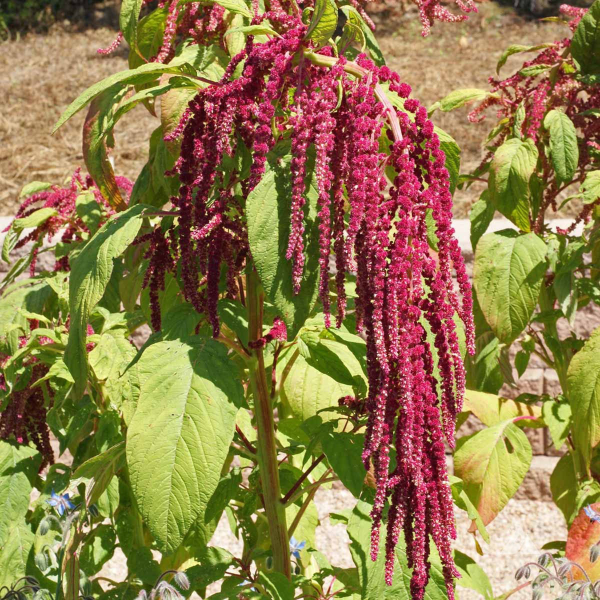 Amaranthus, Love Lies Bleeding