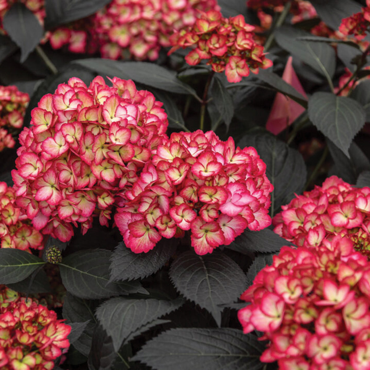 Hydrangea, First Edition® Eclipse®