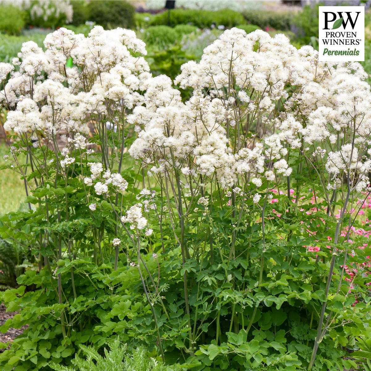Thalictrum, Cotton Ball