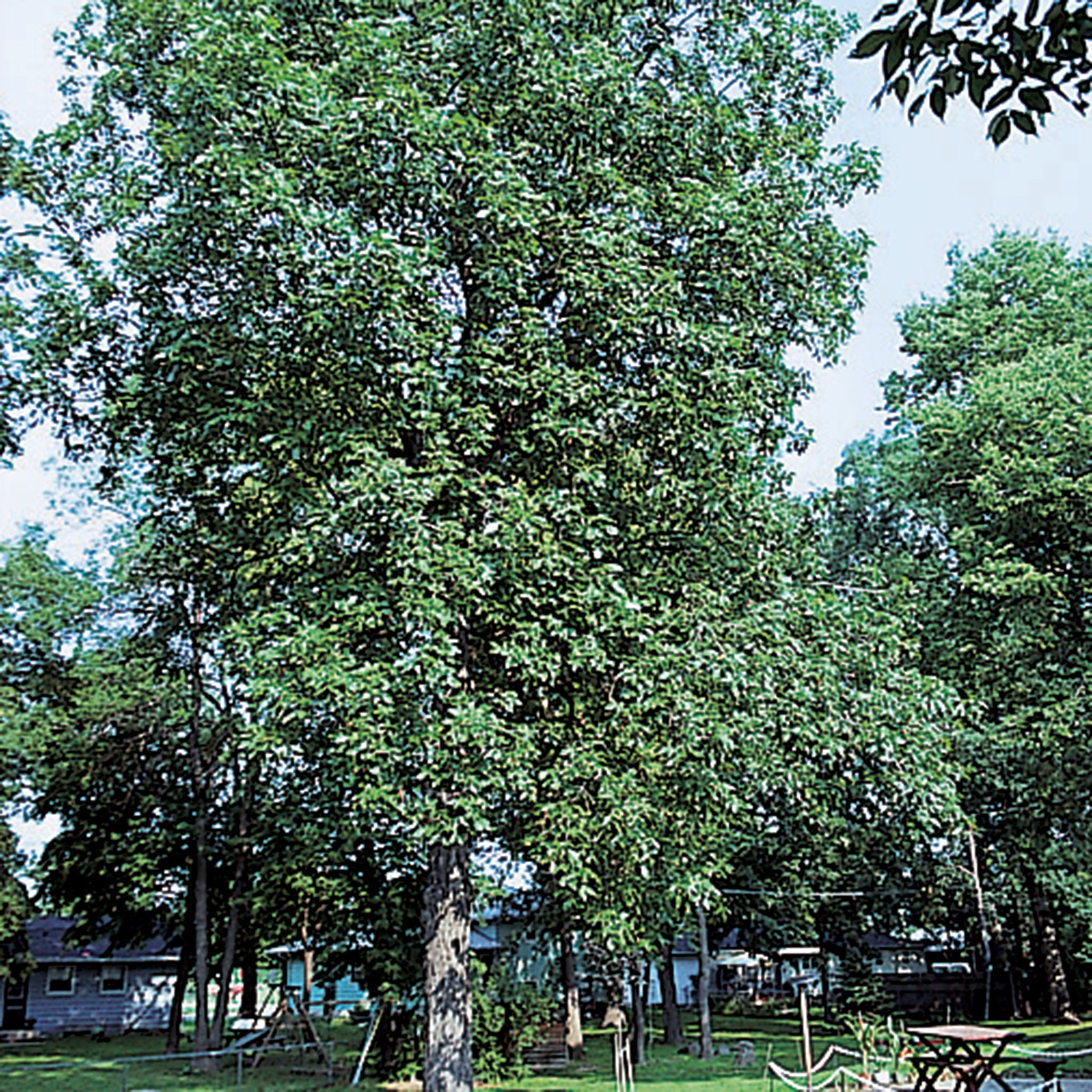 Hickory, Shagbark