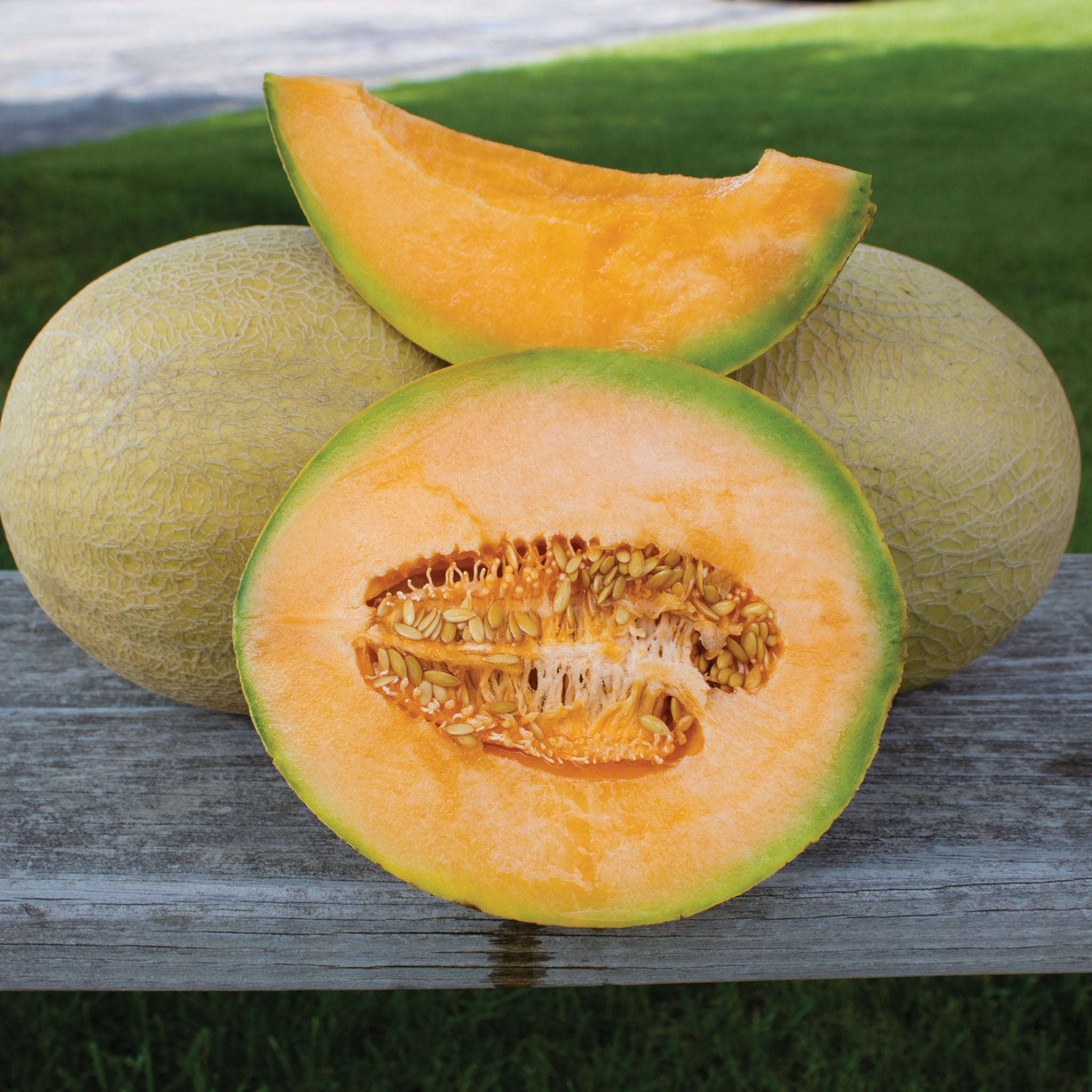 Melon, Goddess Hybrid