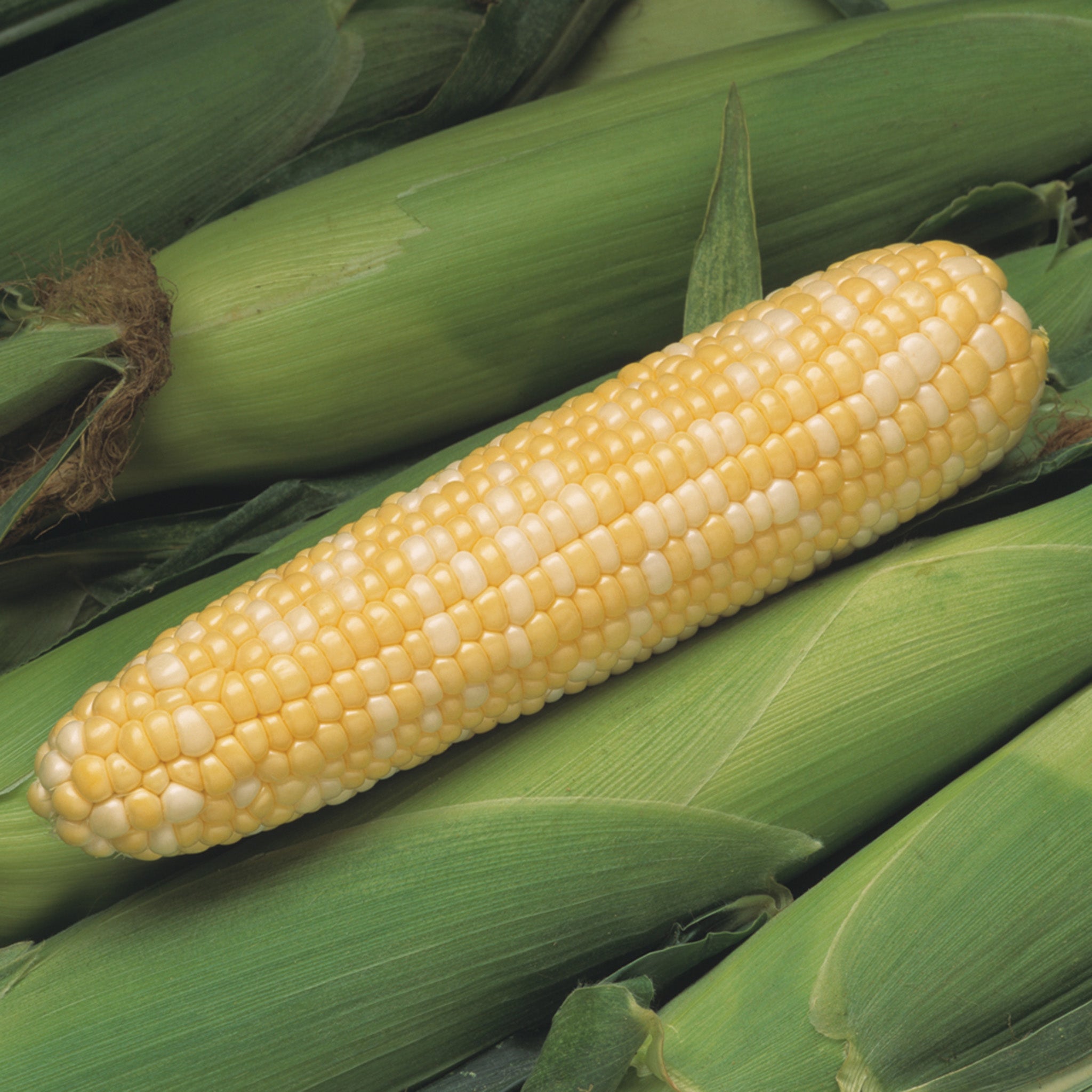 Sweet Corn, Peaches & Cream Bicolor Hybrid, Treated