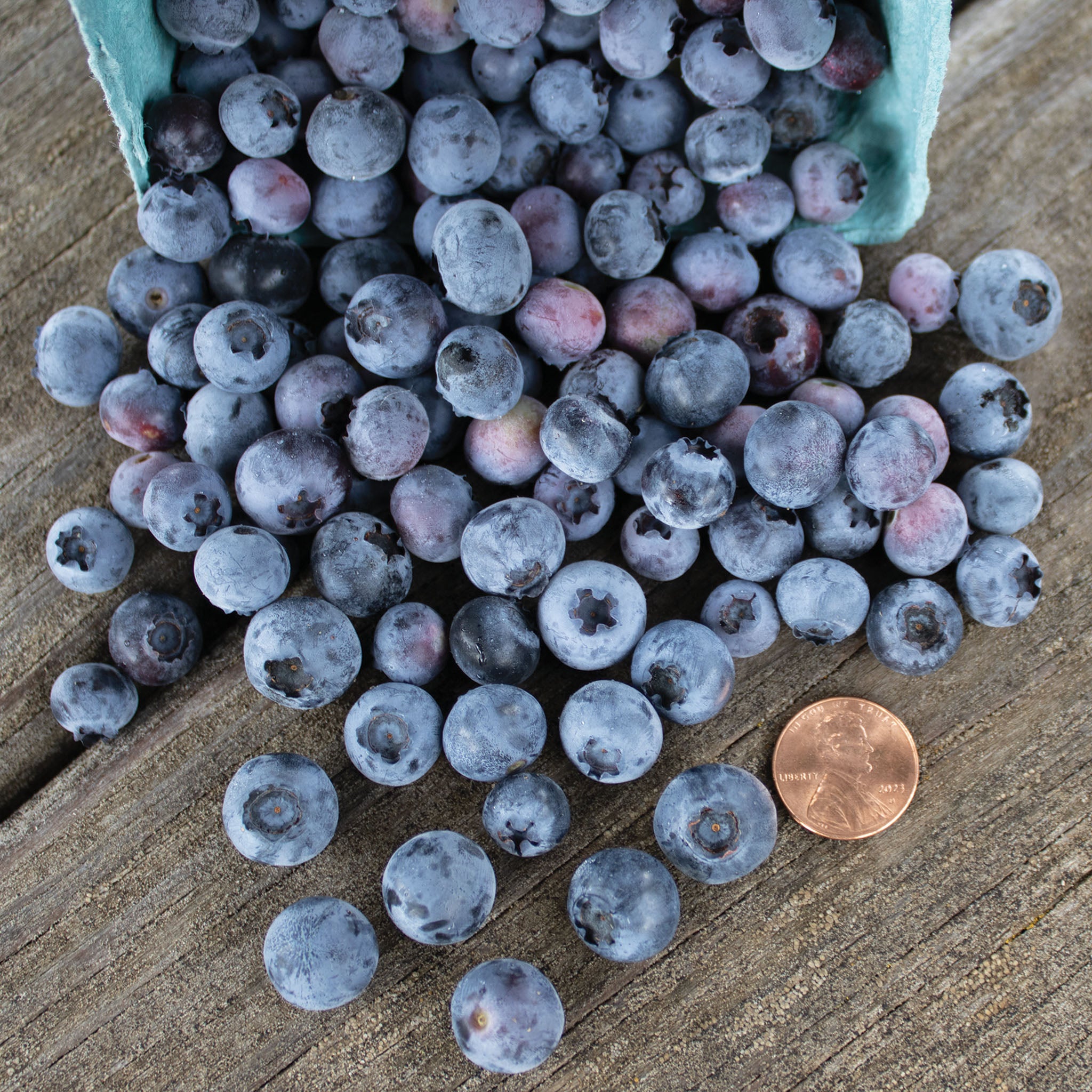Blueberry, Northland
