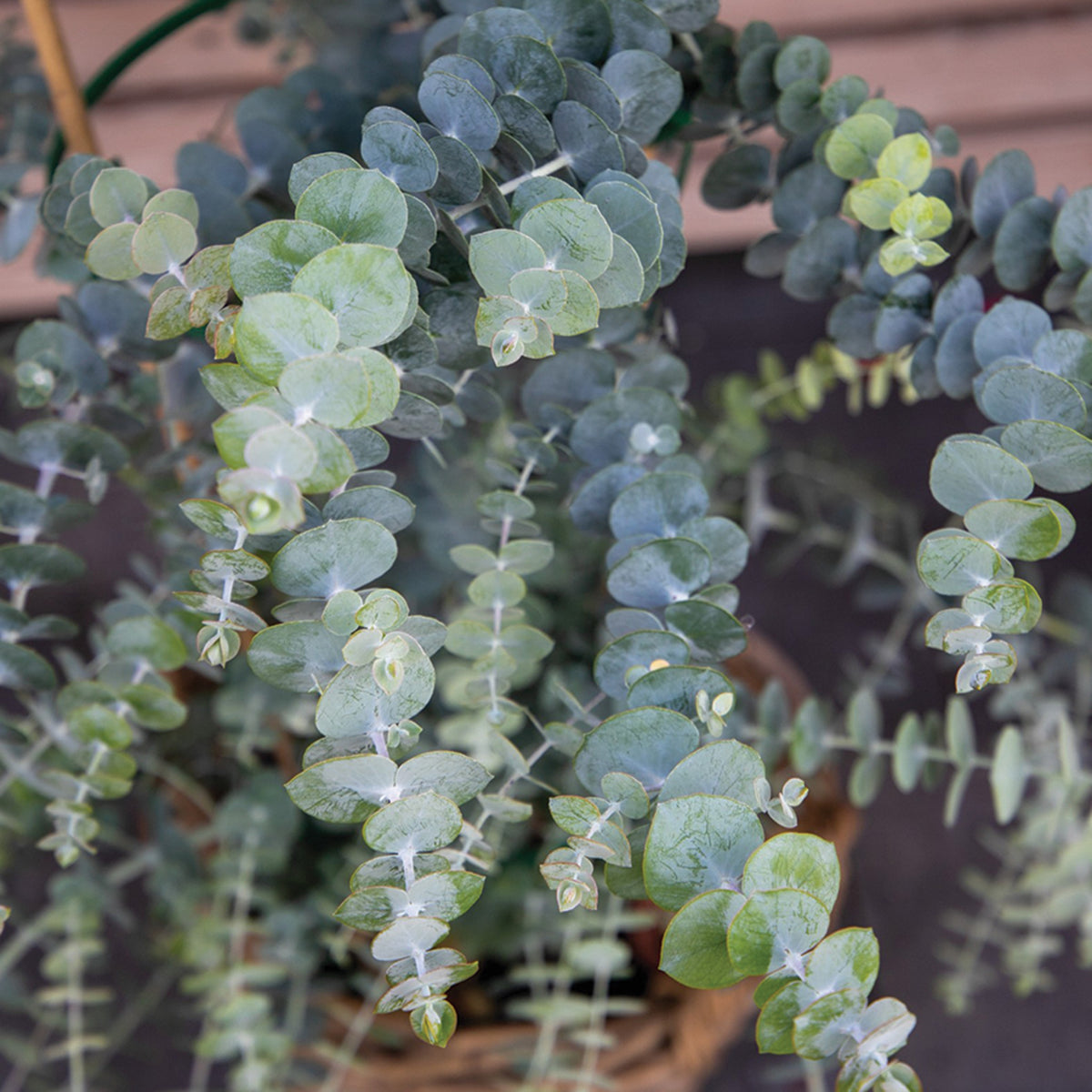 Eucalyptus, Baby Blue Bouquet