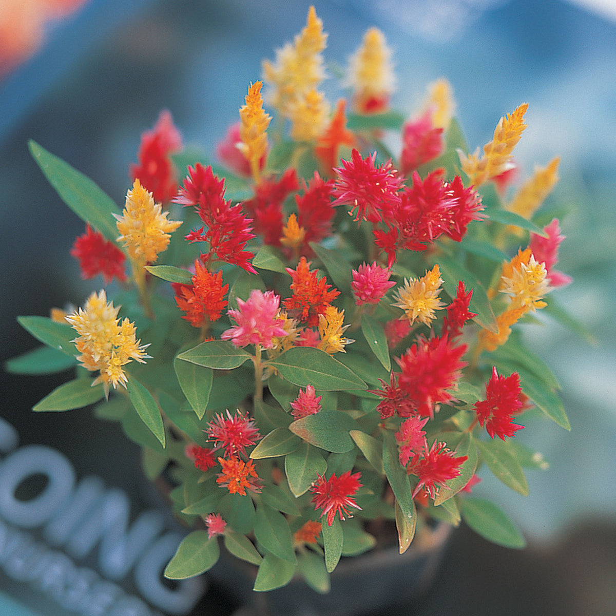 Celosia, Castle™ Mix