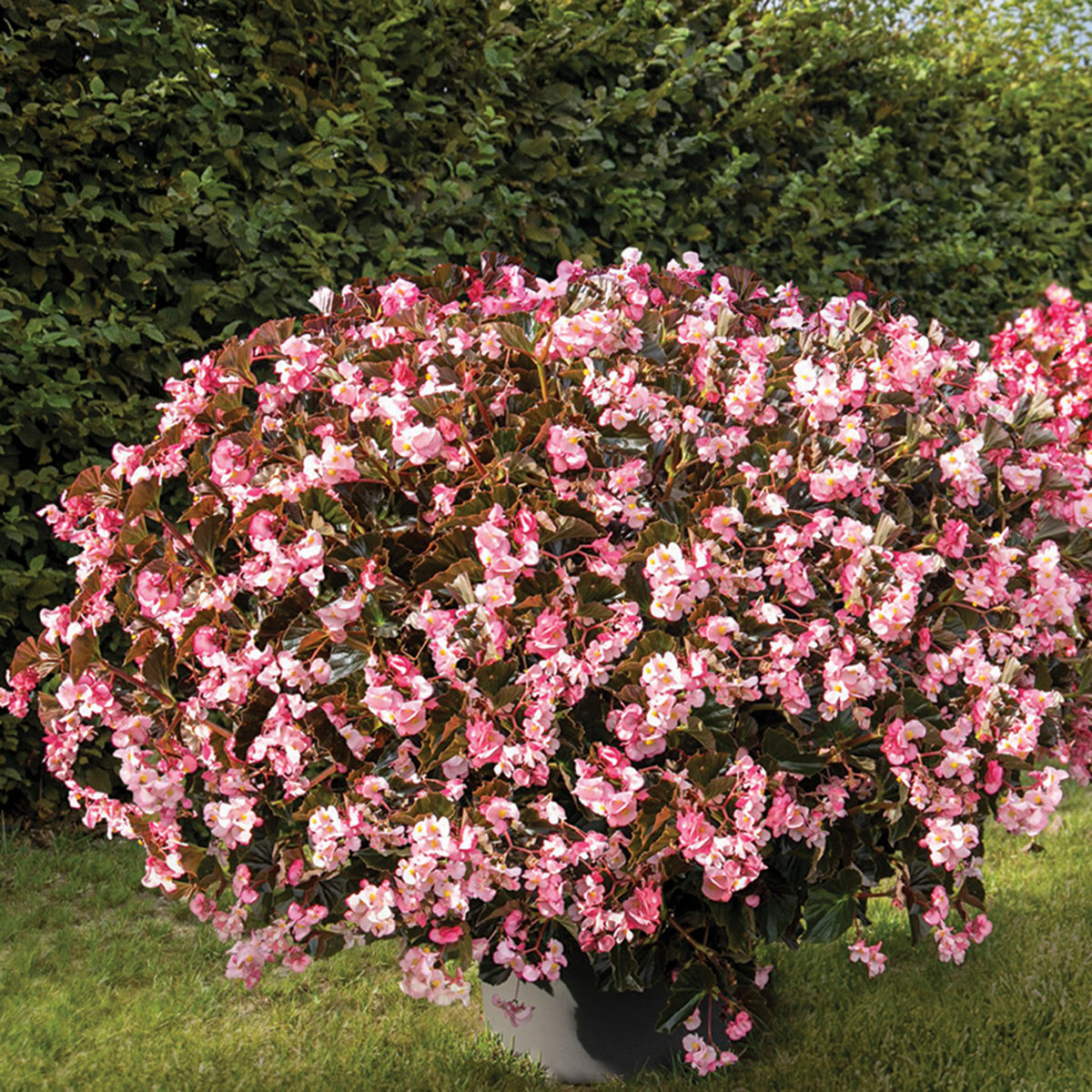 Begonia, Stonehedge™ Light Pink Bronze Leaf Hybrid