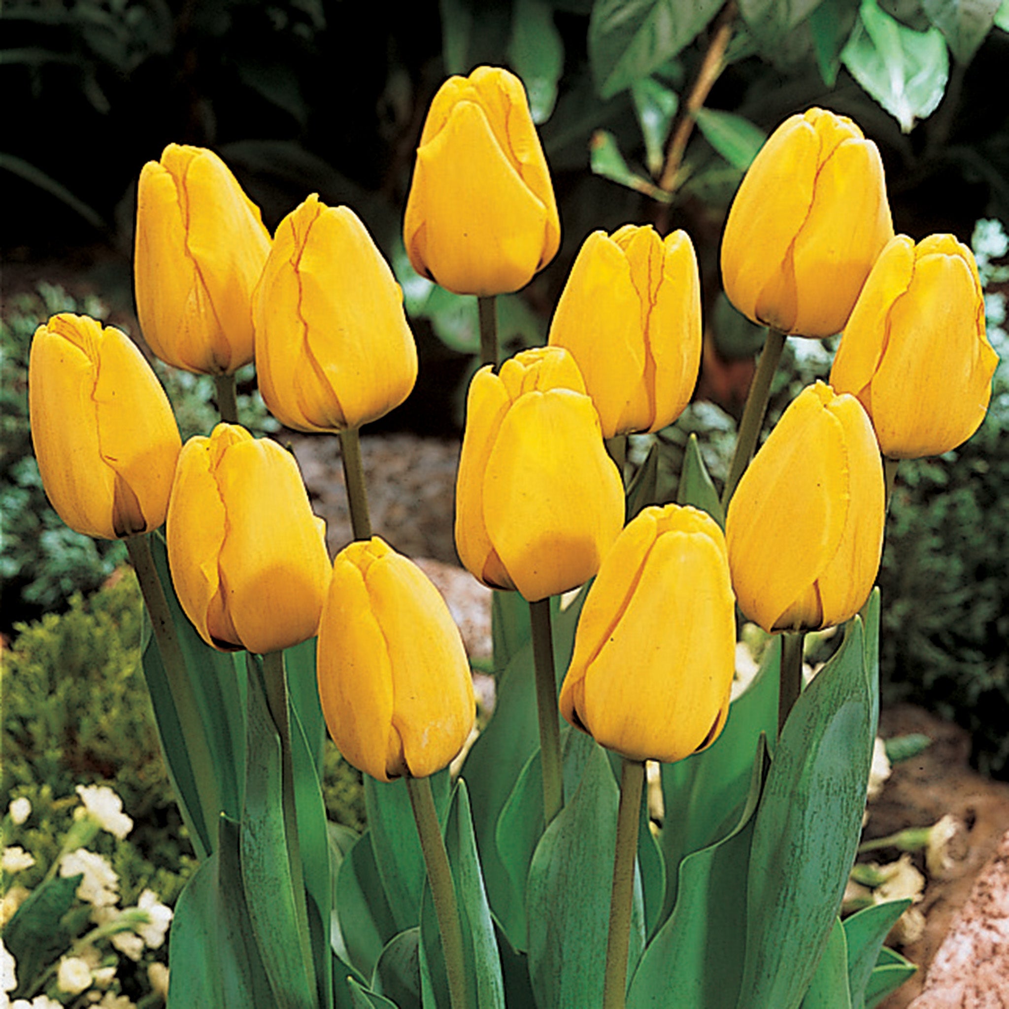 Tulip, Golden Apeldoorn, 10 Pack