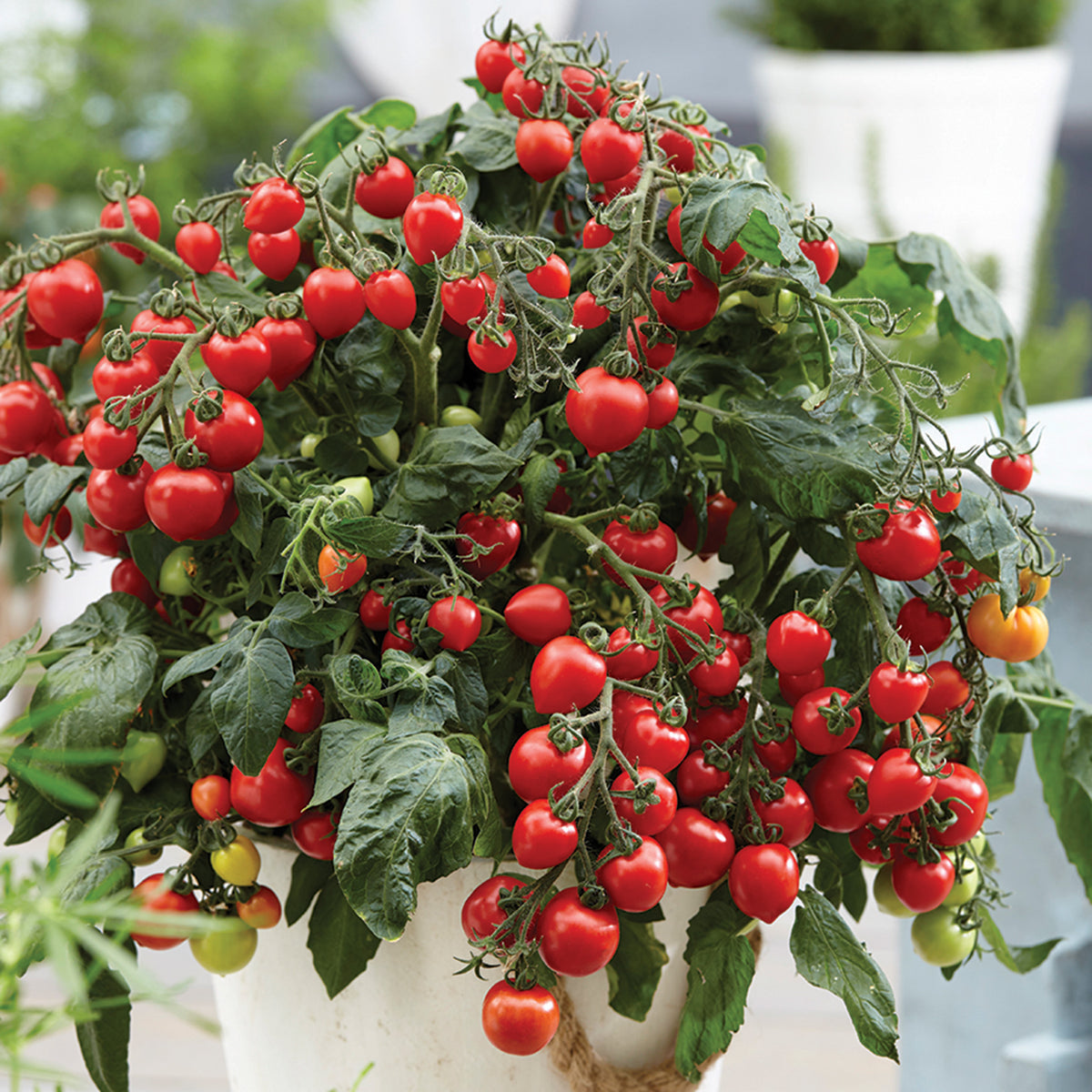 Tomato, Heartbreakers Dora Red Hybrid