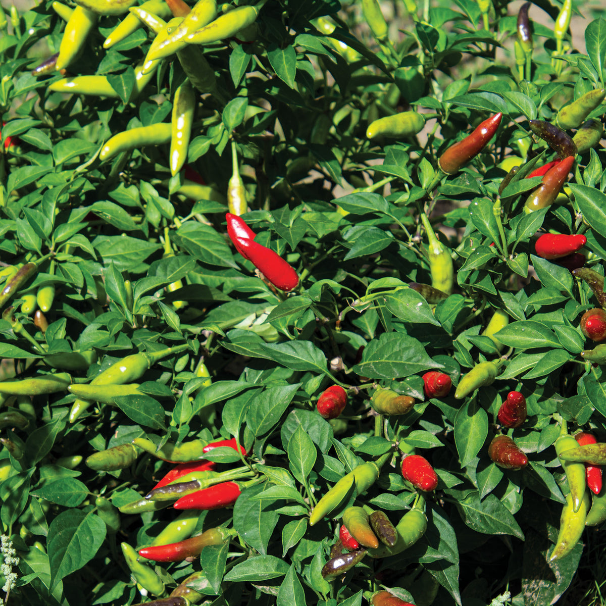 Pepper, Hot, Super Chili Hybrid