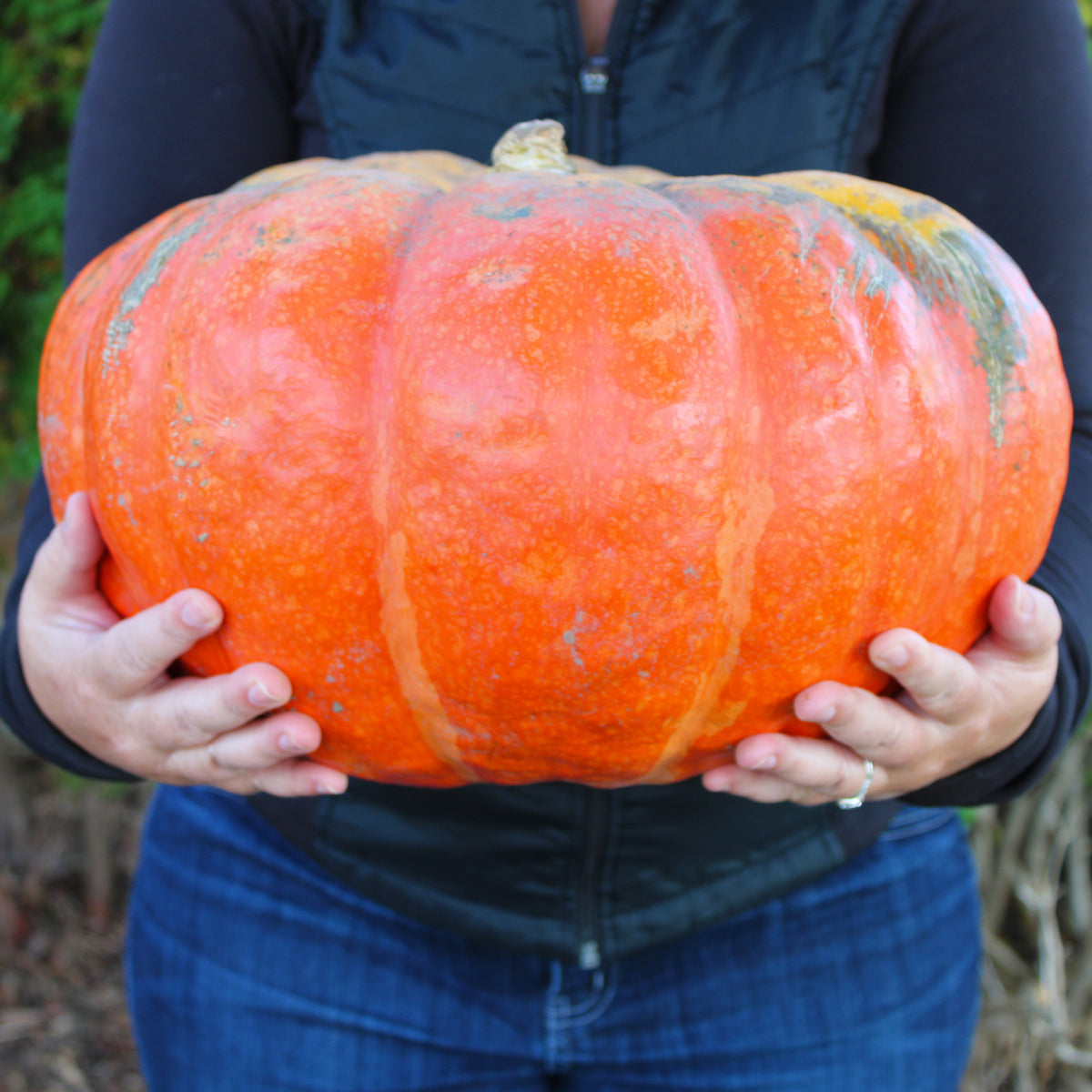 Pumpkin, Rouge Vif D' Etampes