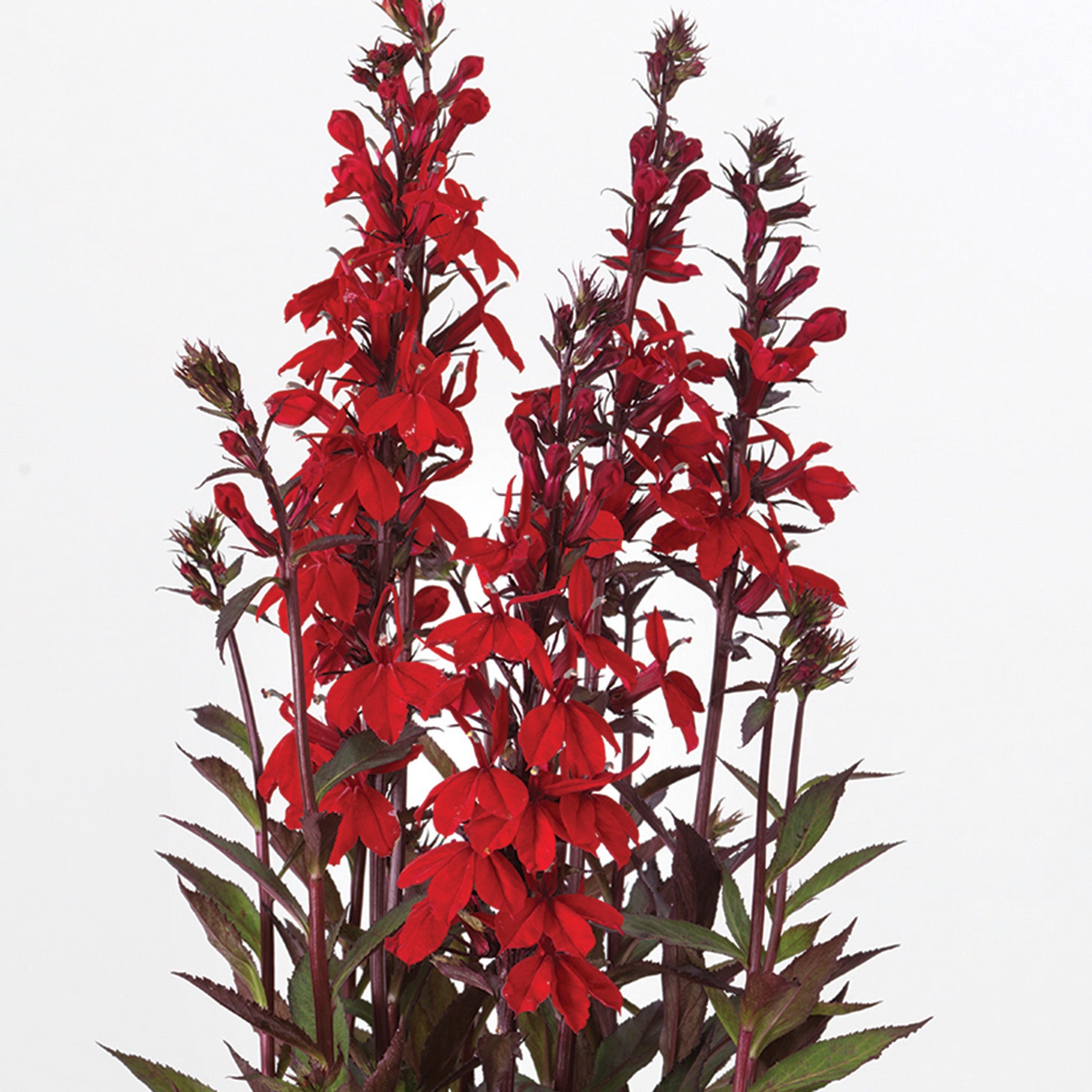 Lobelia, Starship™ Scarlet Bronze Leaf Hybrid