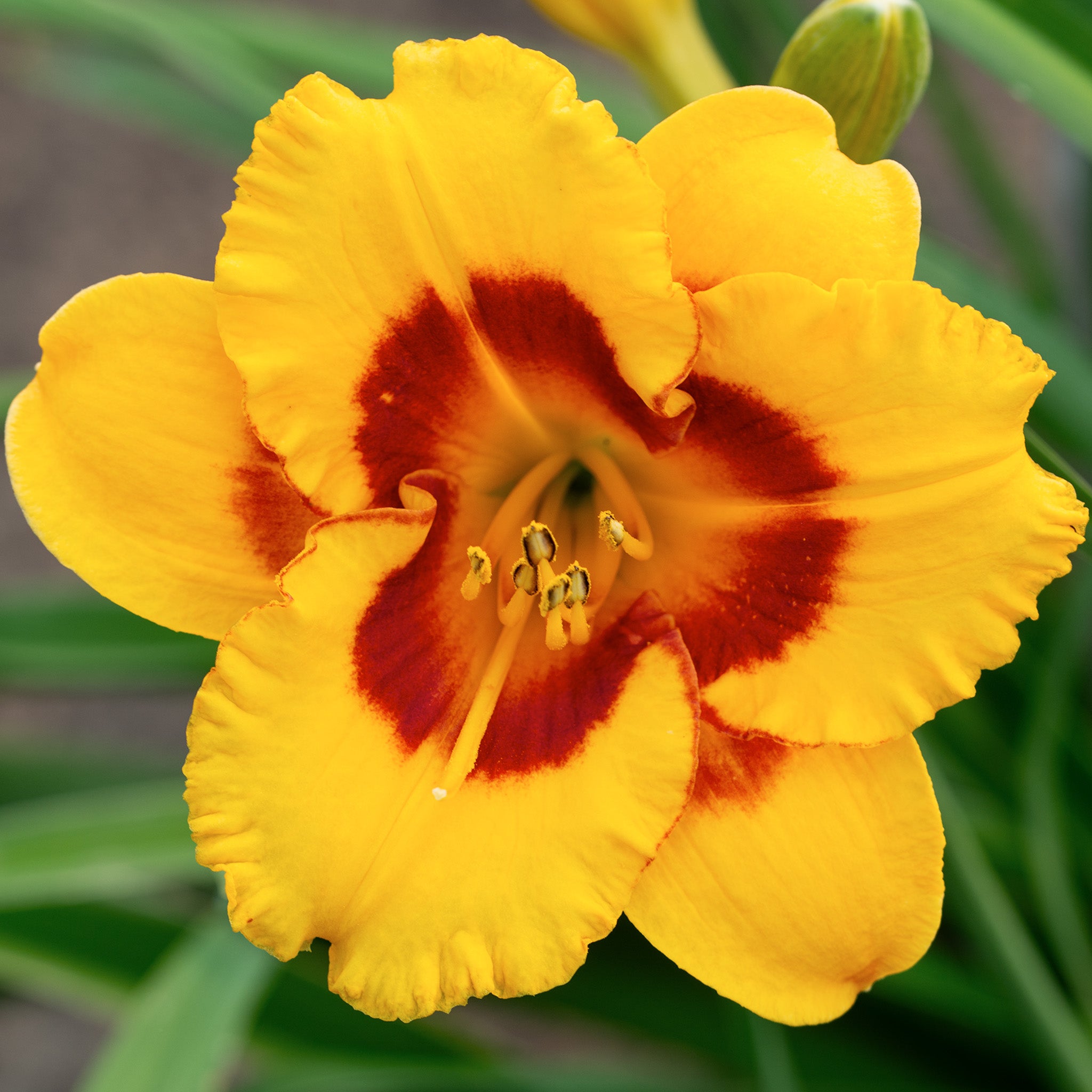 Daylily, Blackberry Sherbert