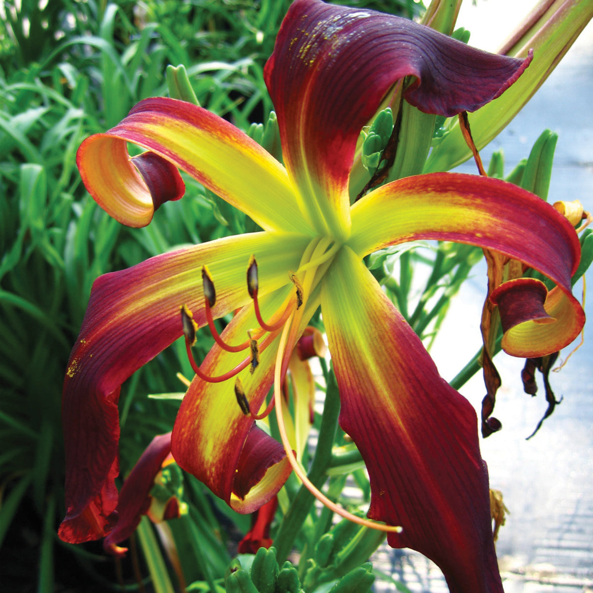 Daylily, Dancing on Air