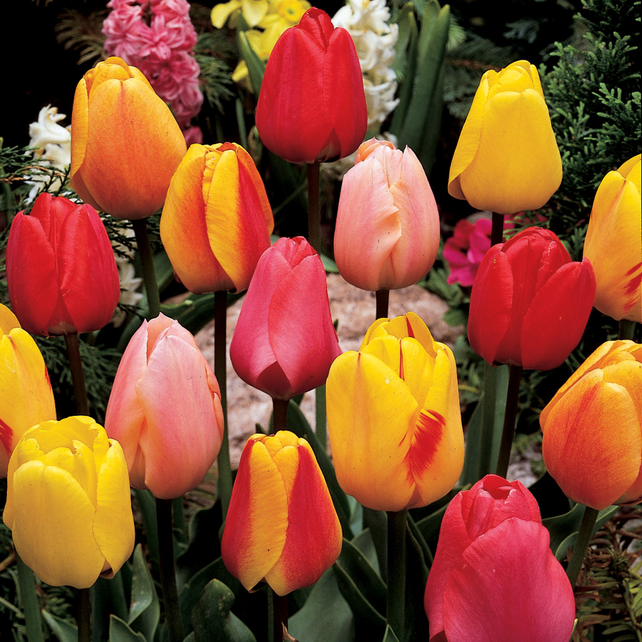 Tulip, Darwin Hybrid Mix, 25 Pack