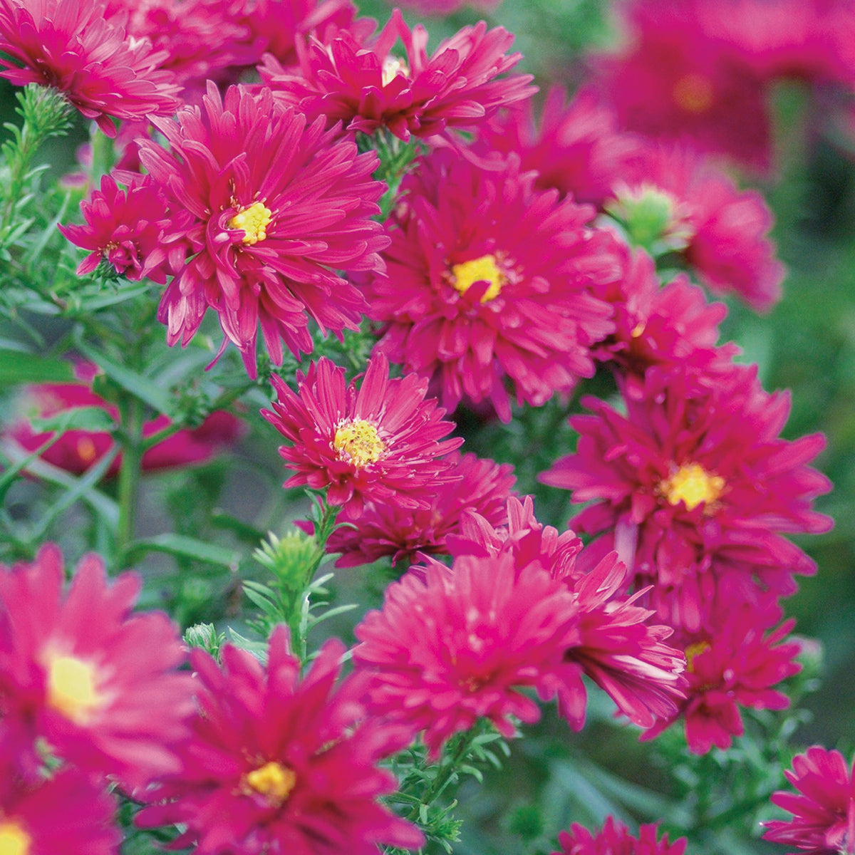 Aster, Royal Ruby