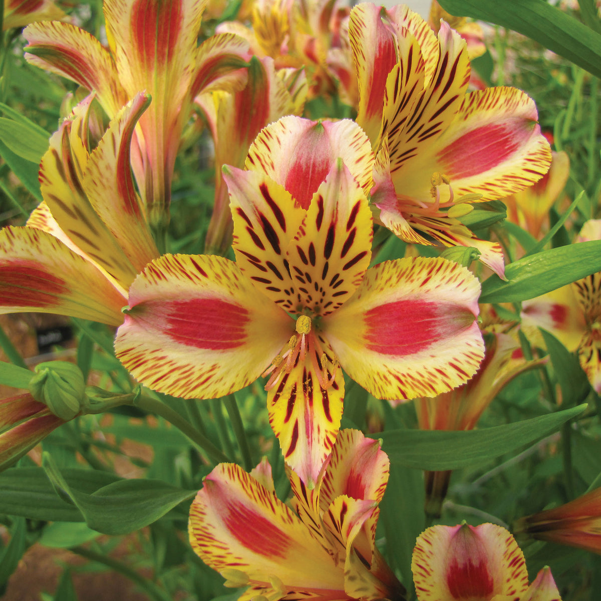 Alstroemeria, Duchess Marguerite