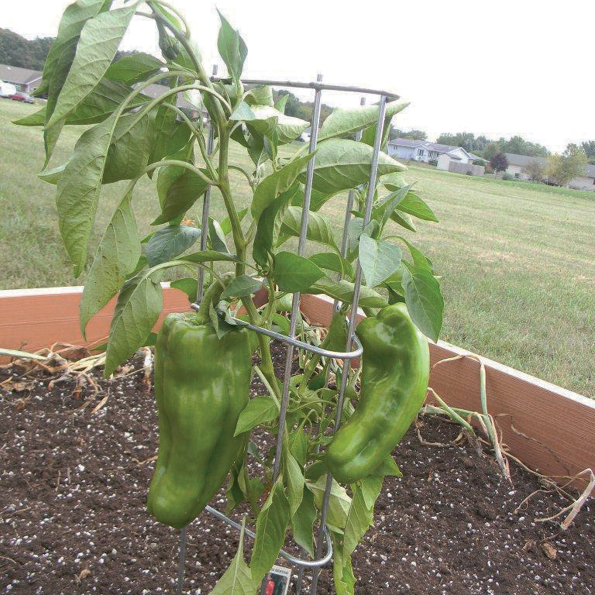 Pepper Plant Support, Square, 30 Inch, 3 Pack