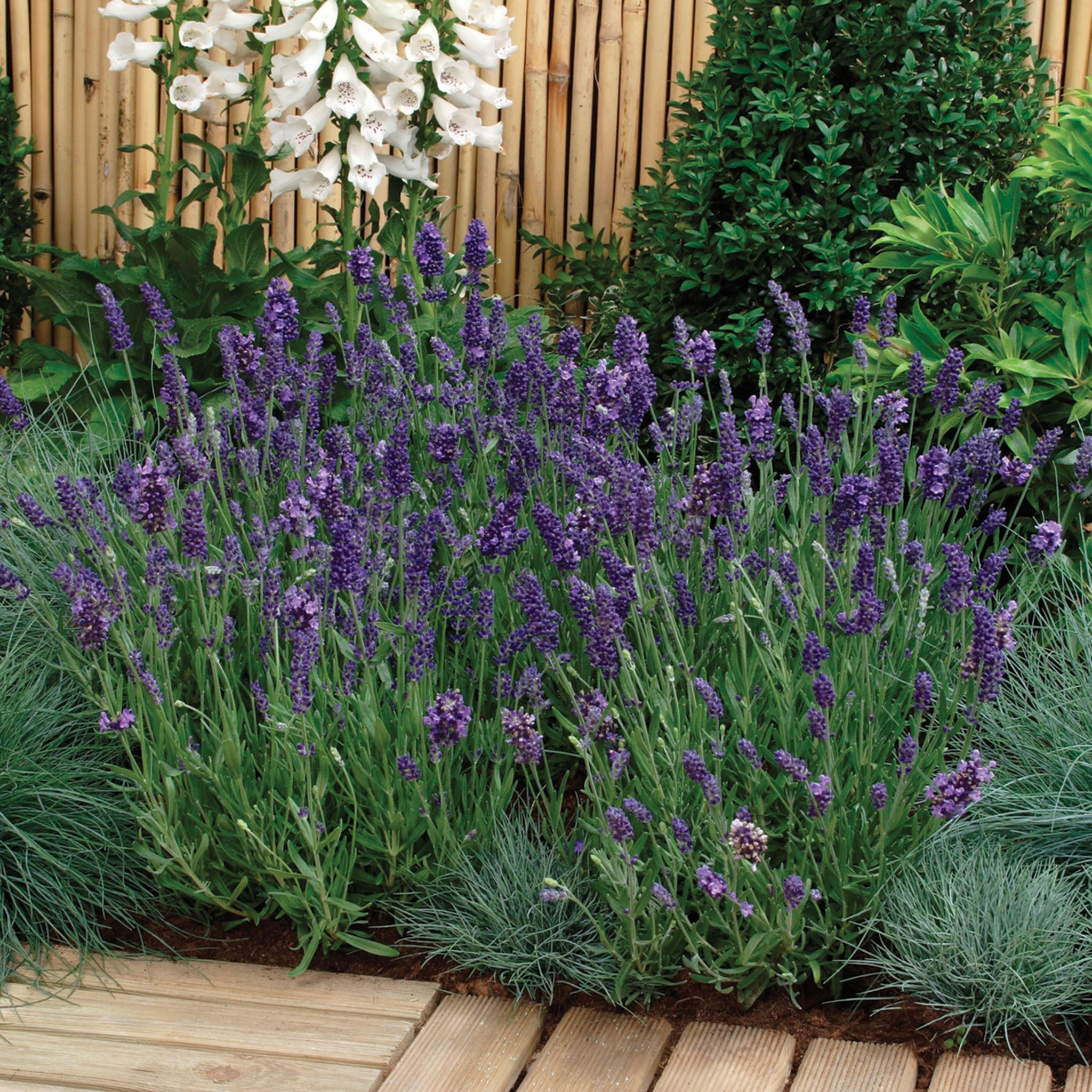 Lavender, Ellagance Purple